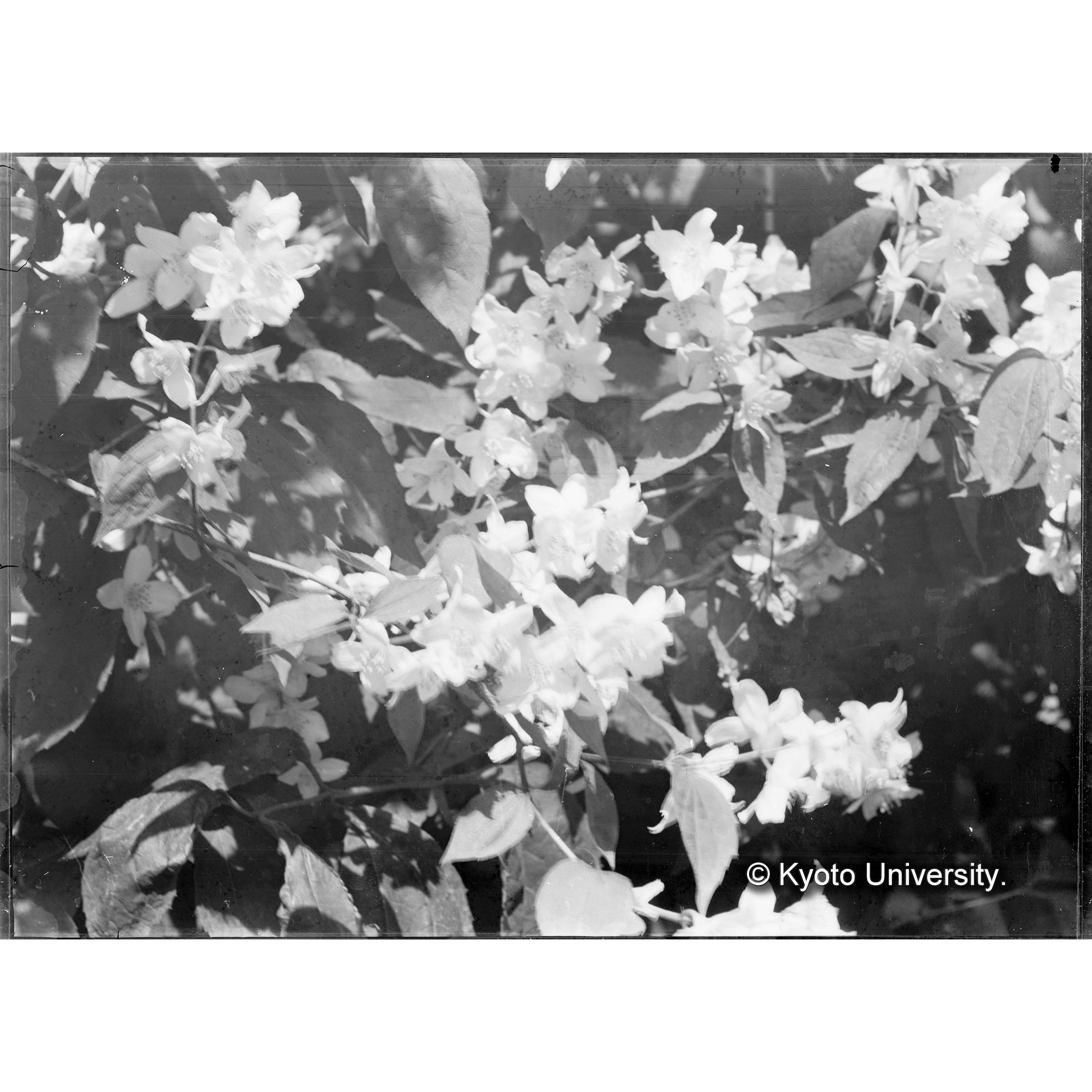 （ガラス乾板雑1-10） (1)