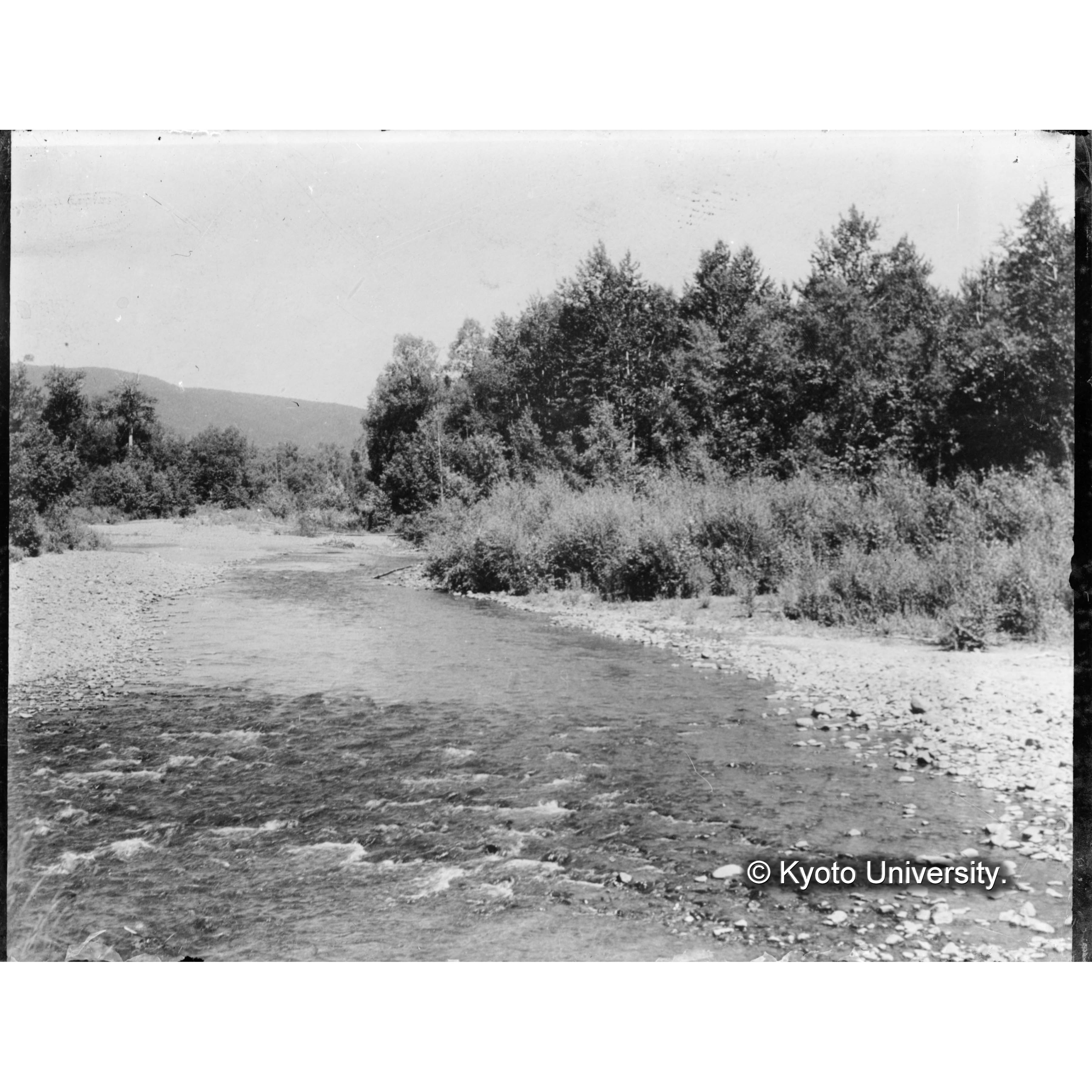 河畔のオノエヤナギ、キヌヤナギの若木（背景はドロヤナギ等の壮年樹） (1)