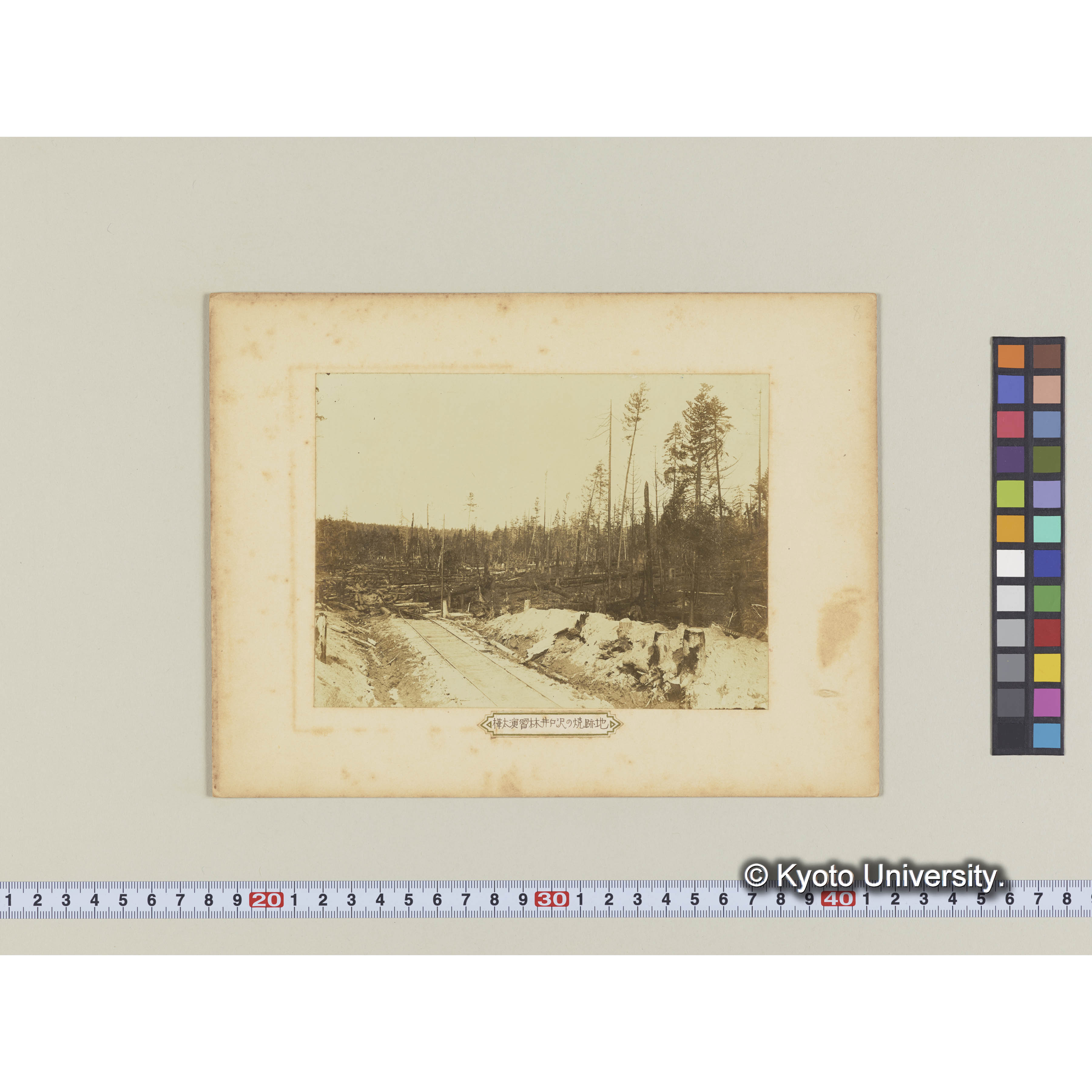 樺太演習林井戸沢の焼跡地 (1)