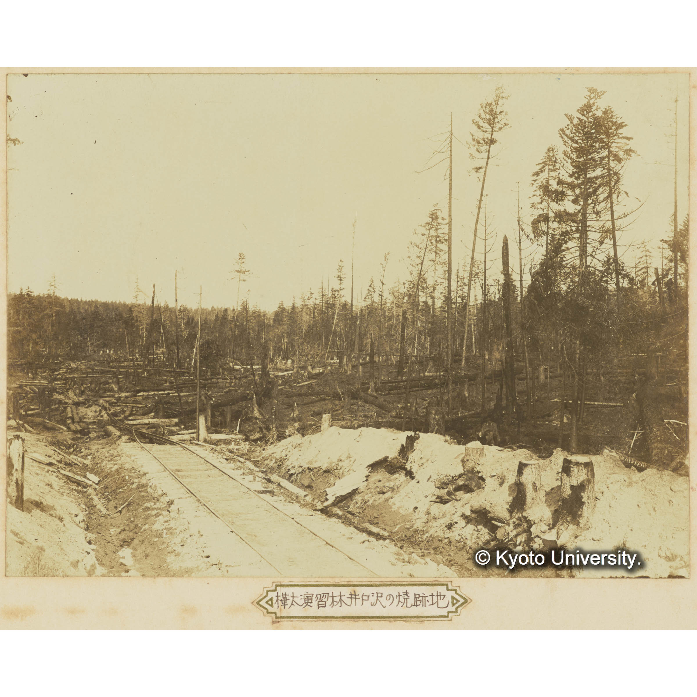 樺太演習林井戸沢の焼跡地 (3)