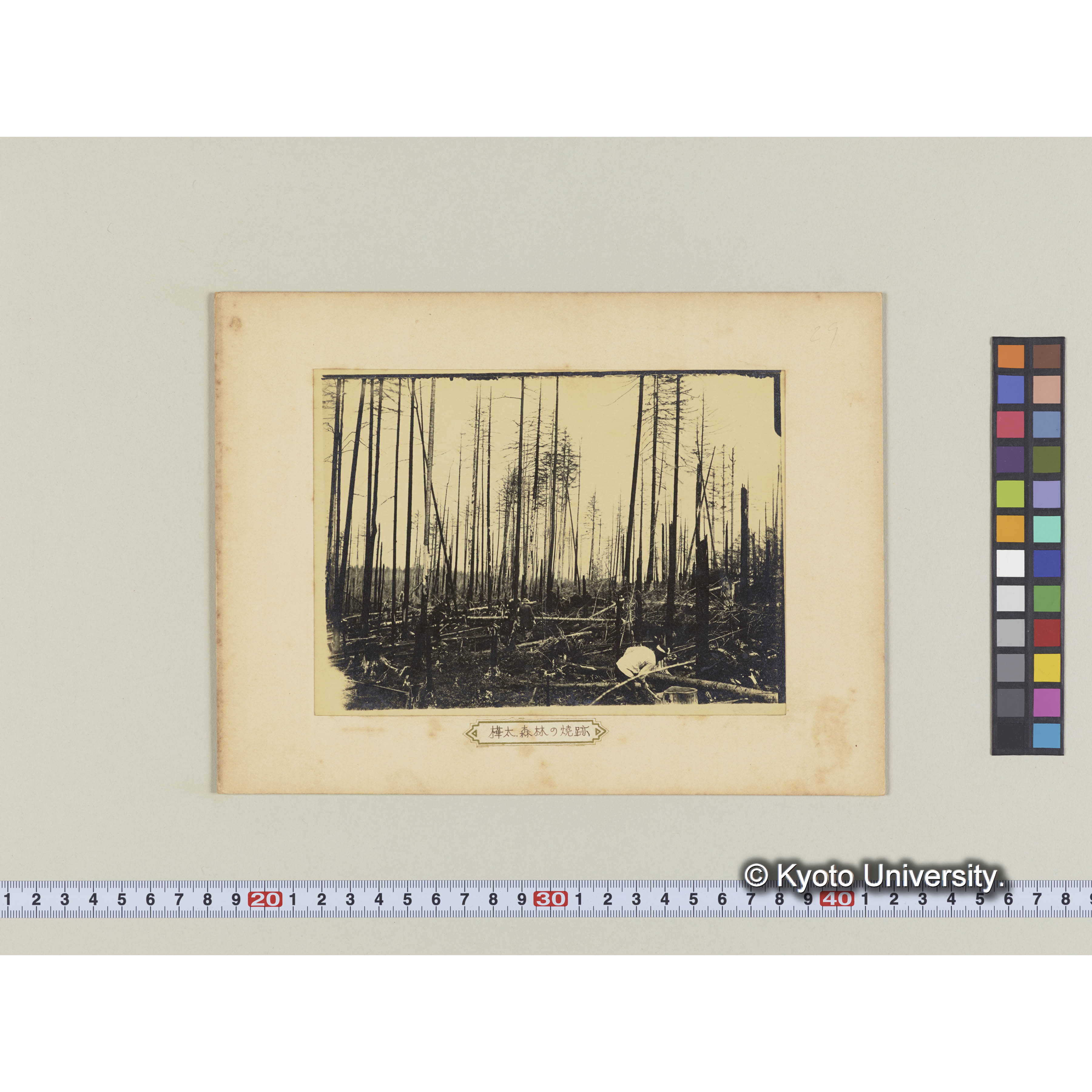 樺太。森林の焼跡 (2)