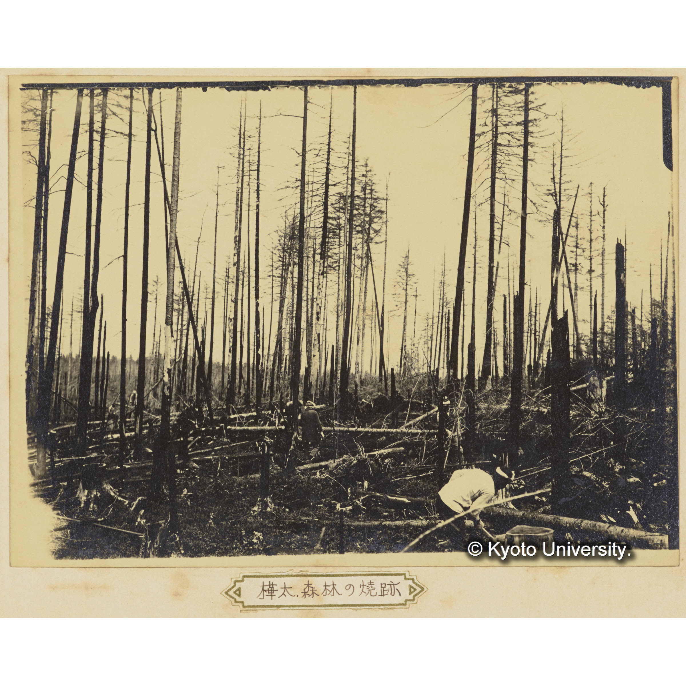 樺太。森林の焼跡 (3)