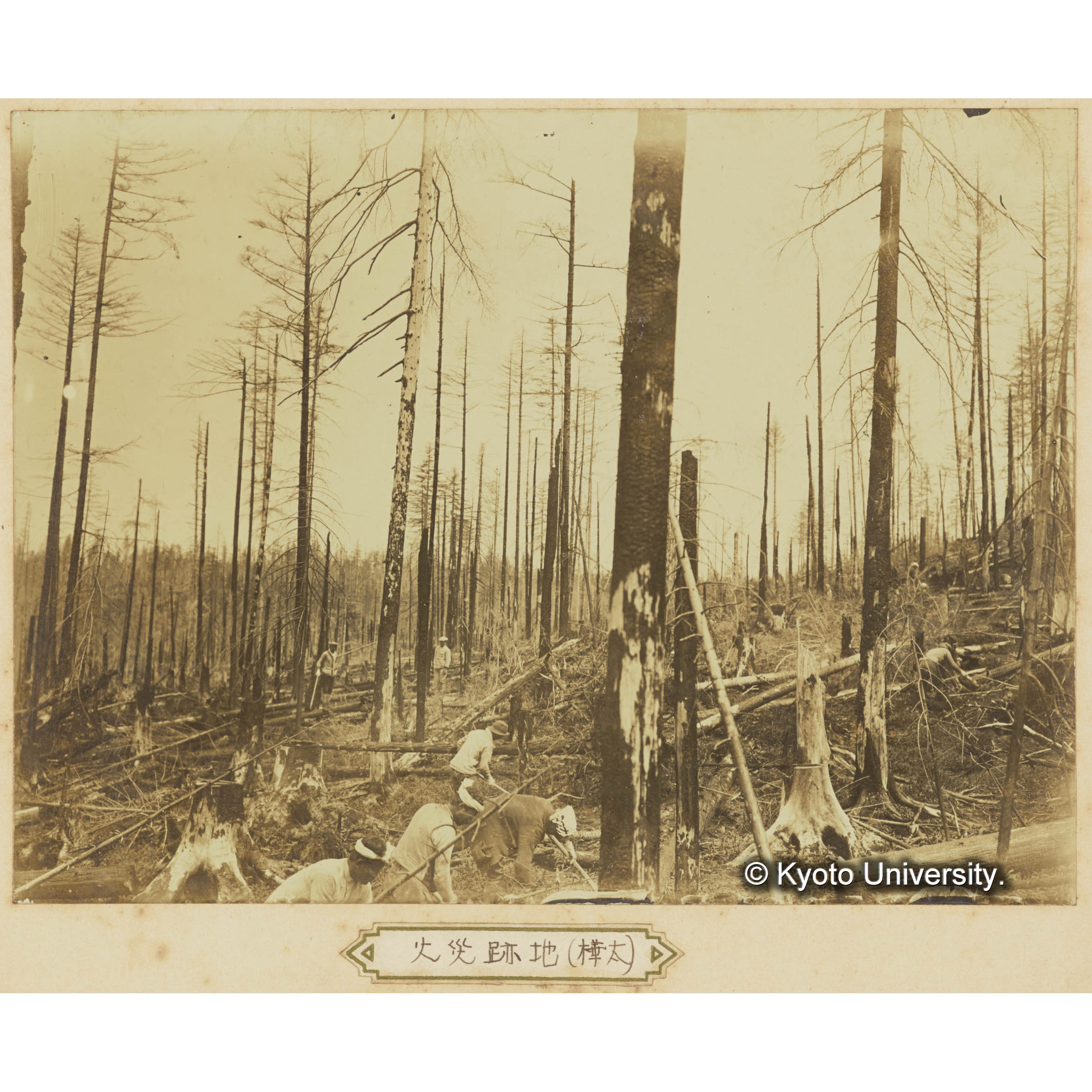 樺太演習林における火事跡の整理 (3)