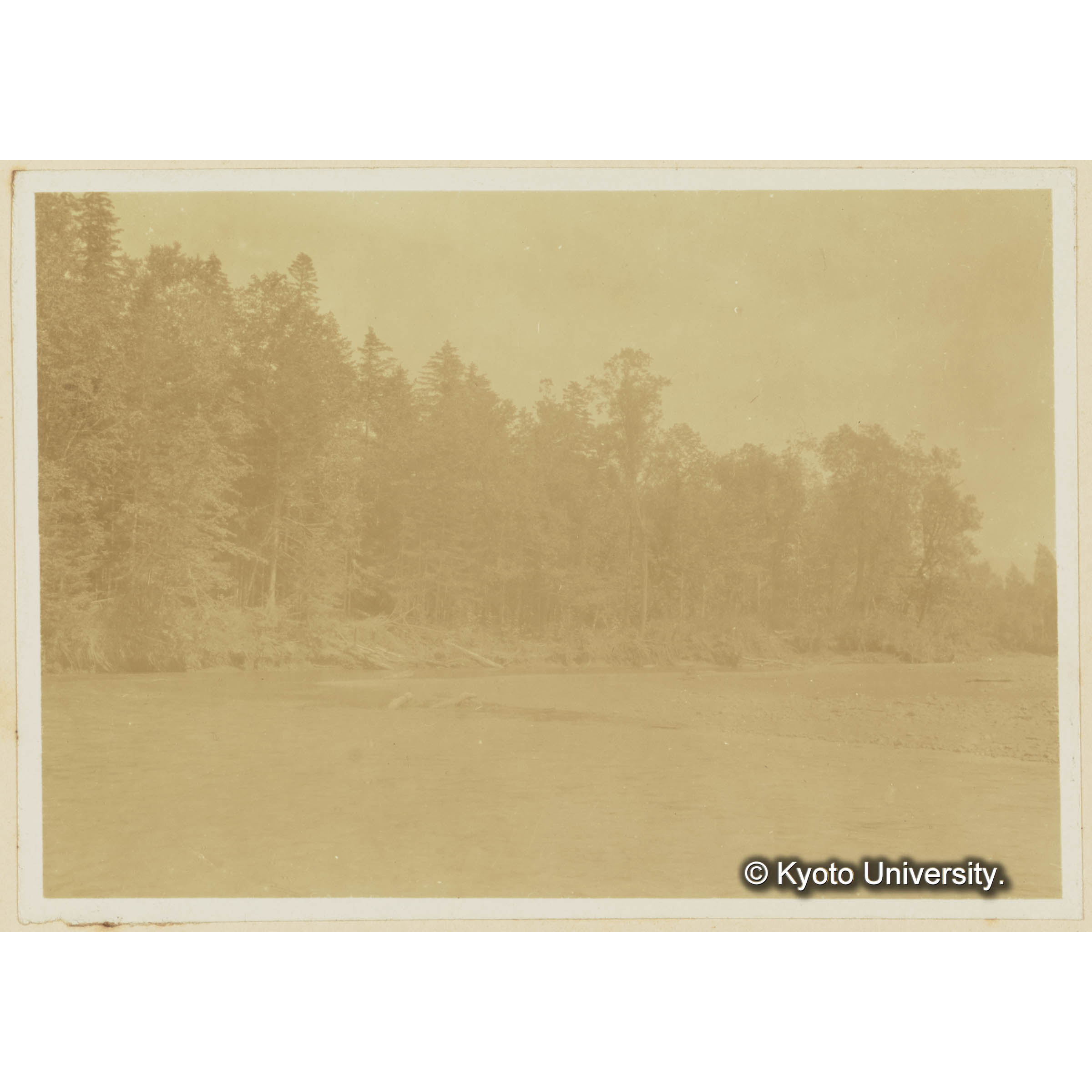 古丹岸川下流沖積地と洪積地との接触点。ヤナギ林とエゾ、トド林 (3)