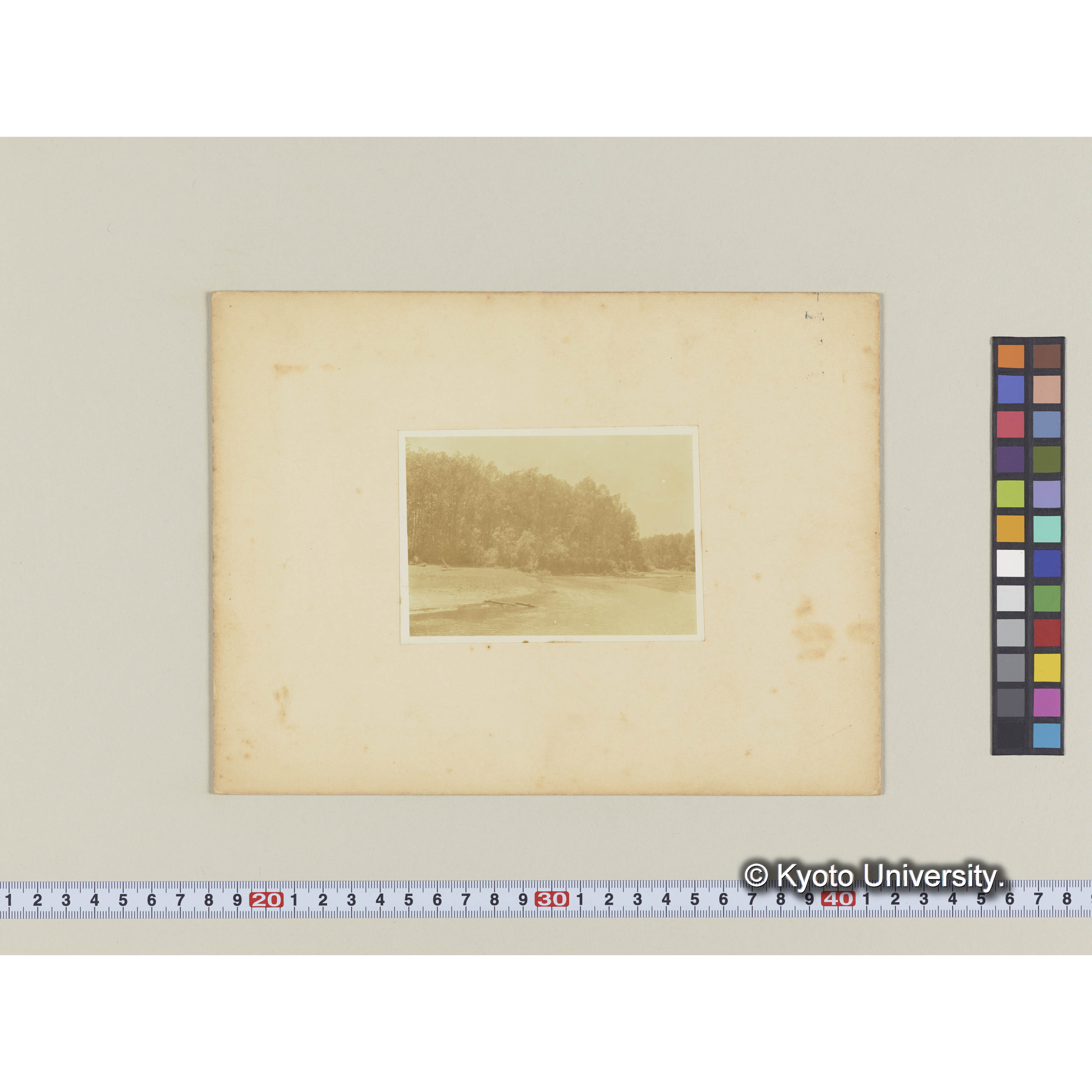 古丹岸川下流。沖積地のヤナギ林 (1)