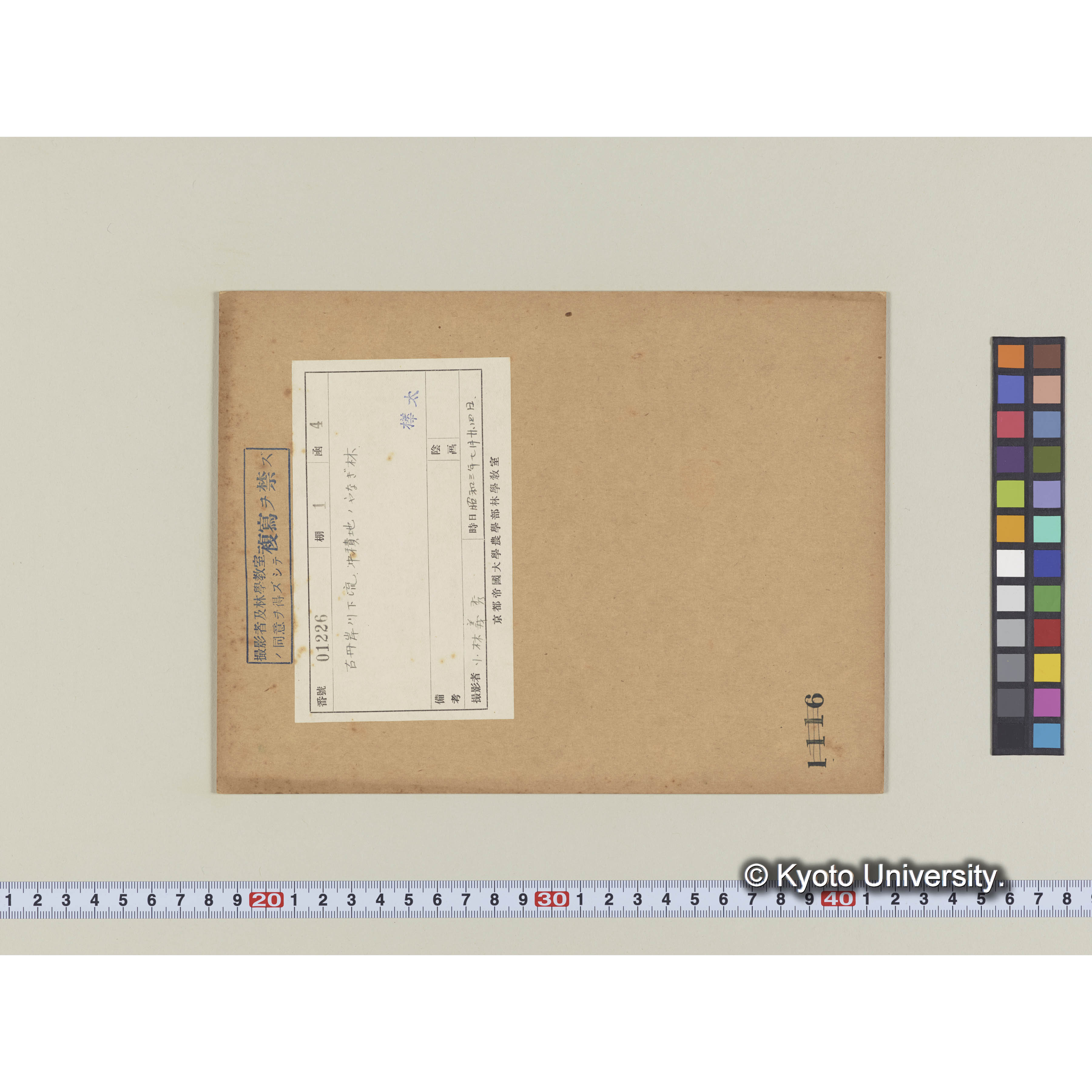 古丹岸川下流。沖積地のヤナギ林 (2)