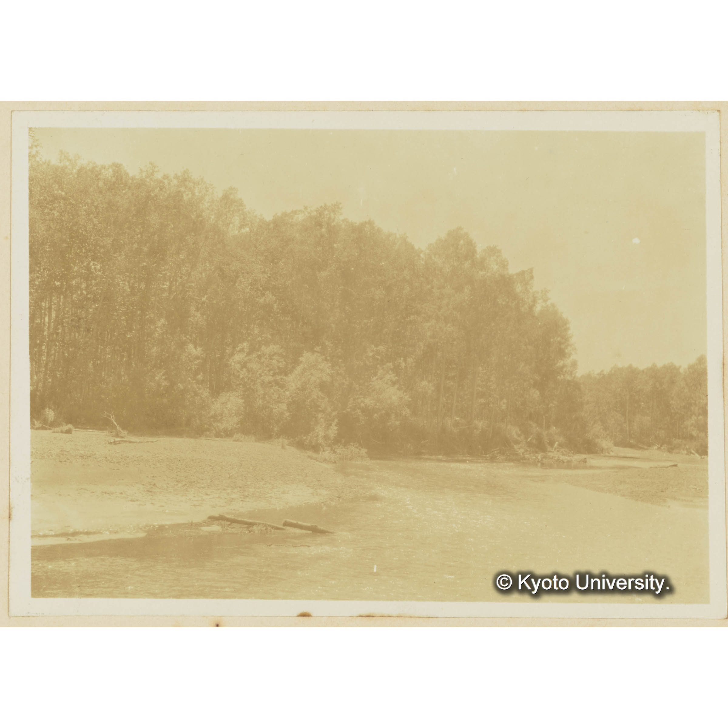 古丹岸川下流。沖積地のヤナギ林 (3)