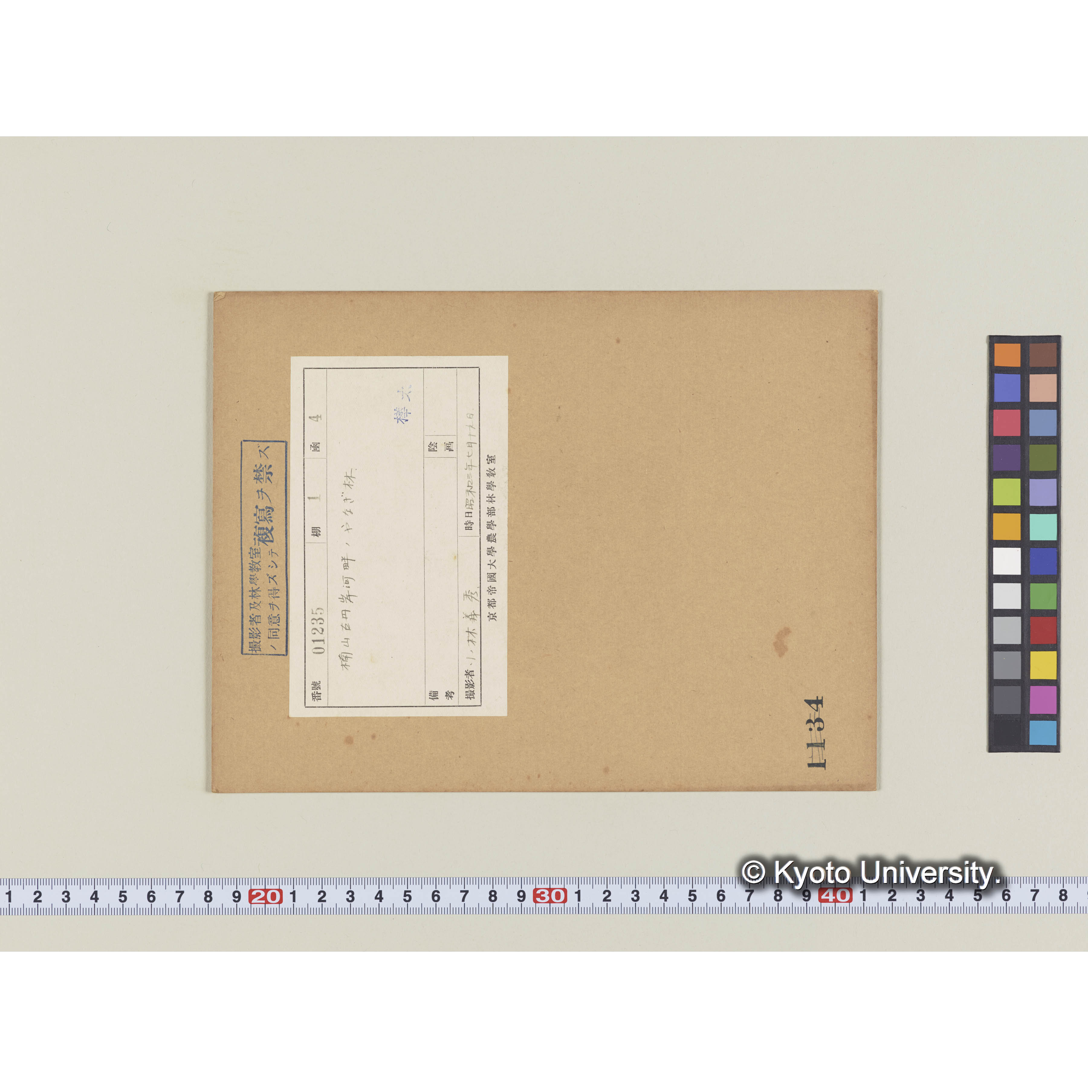 楠山古丹岸河畔のヤナギ林 (1)