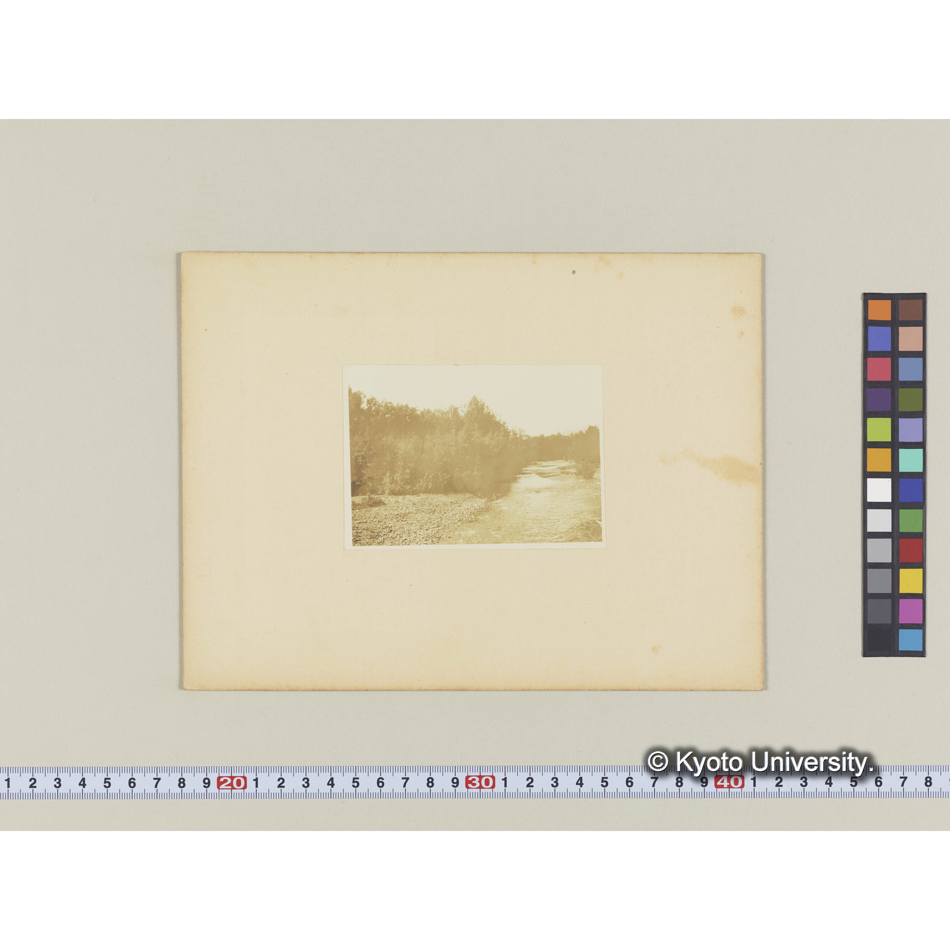 楠山古丹岸河畔のヤナギ林 (2)