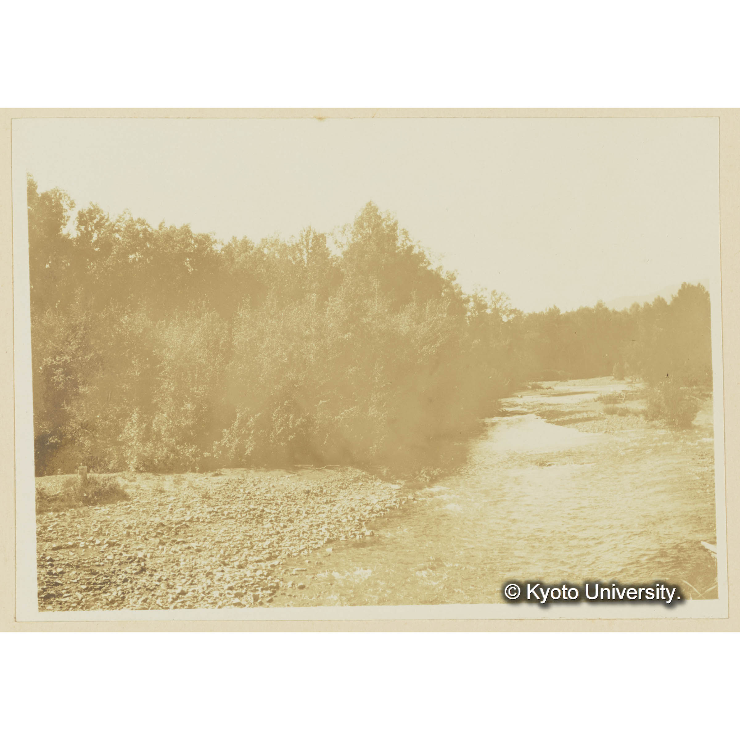 楠山古丹岸河畔のヤナギ林 (3)