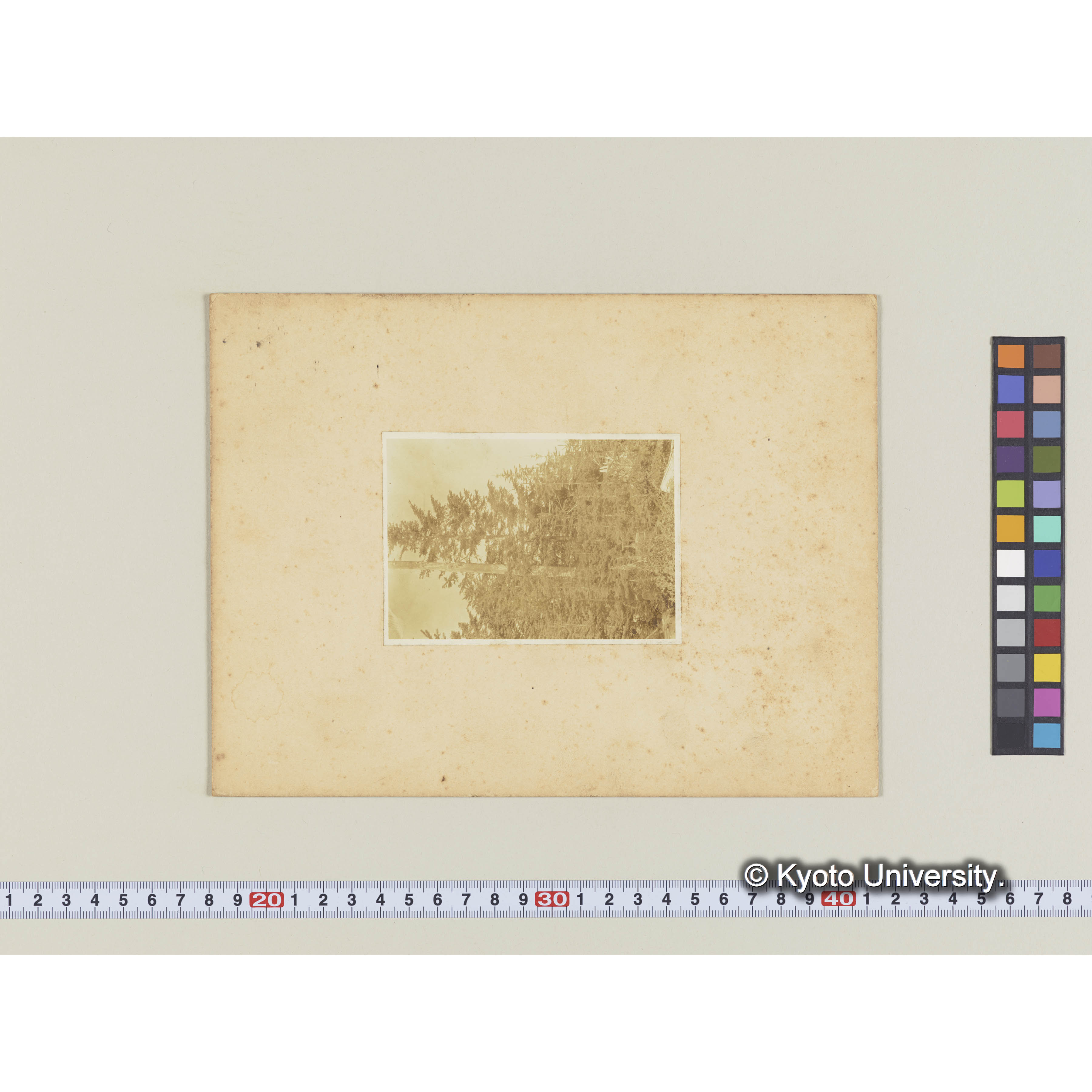 楠山天然更新狀態試験地。伐採跡地にエゾマツ、トドマツのノ稚樹の生育する狀態 (1)