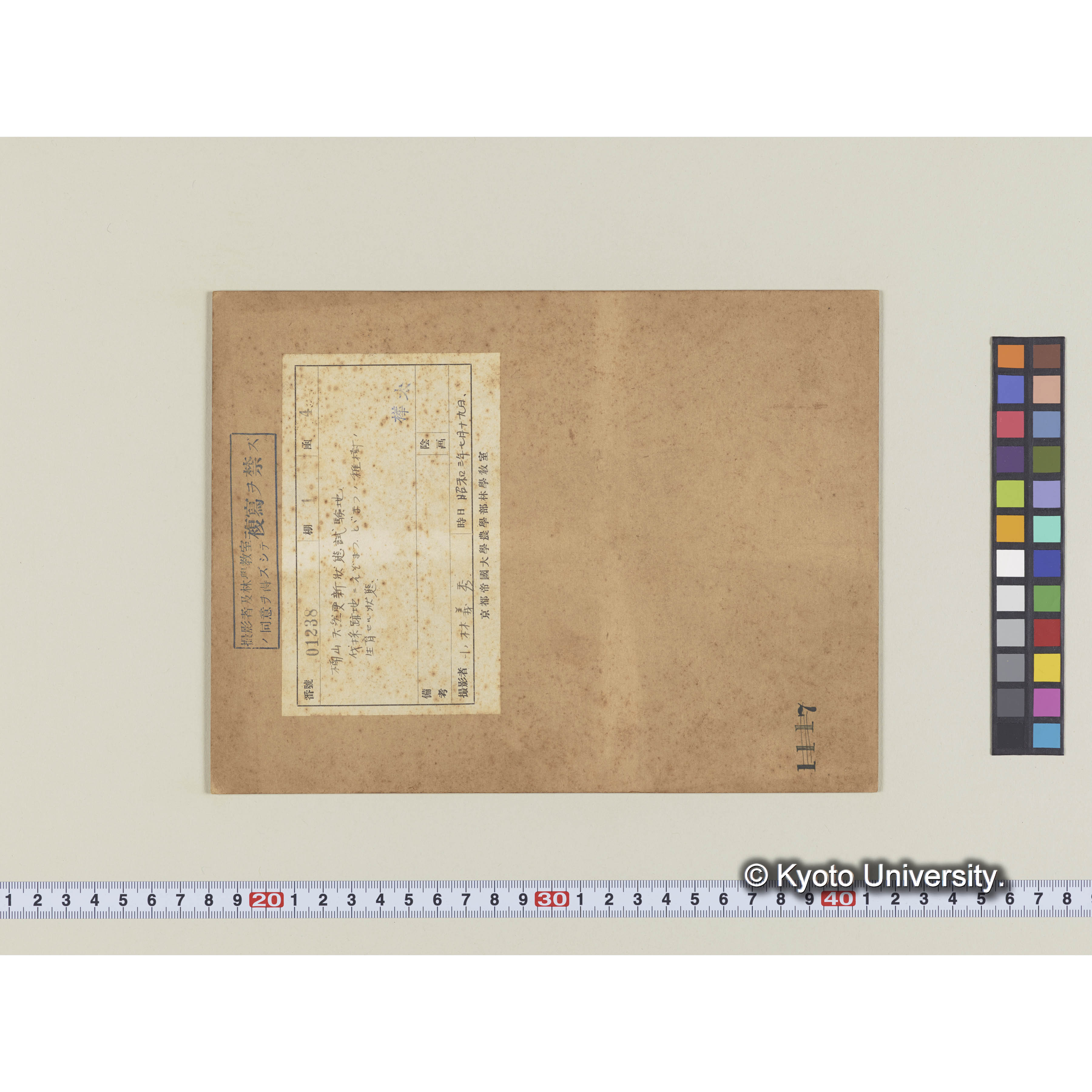 楠山天然更新狀態試験地。伐採跡地にエゾマツ、トドマツのノ稚樹の生育する狀態 (2)