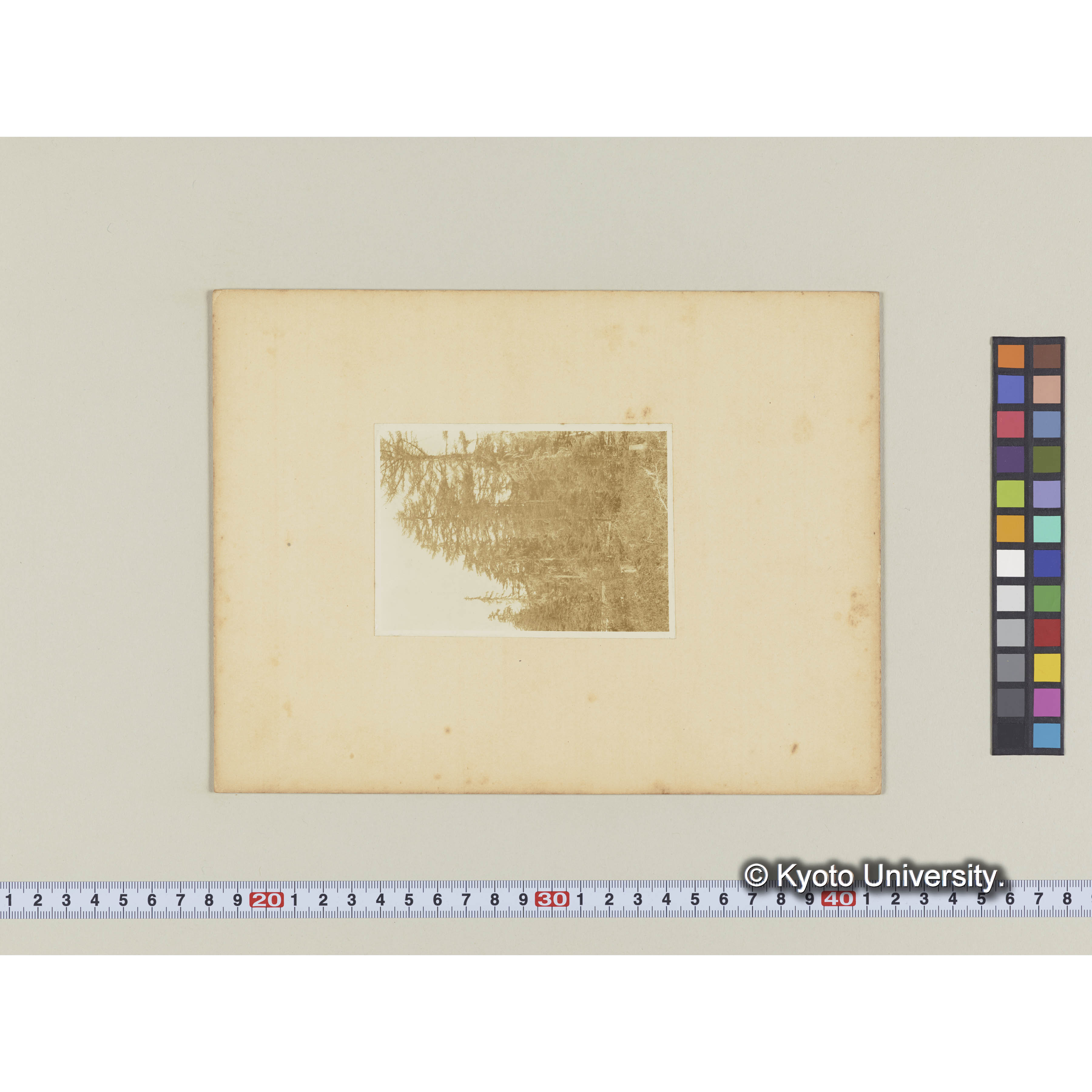 楠山グイマツ林。下生、ホロムイツツジ、ホソバイソツツジ (2)