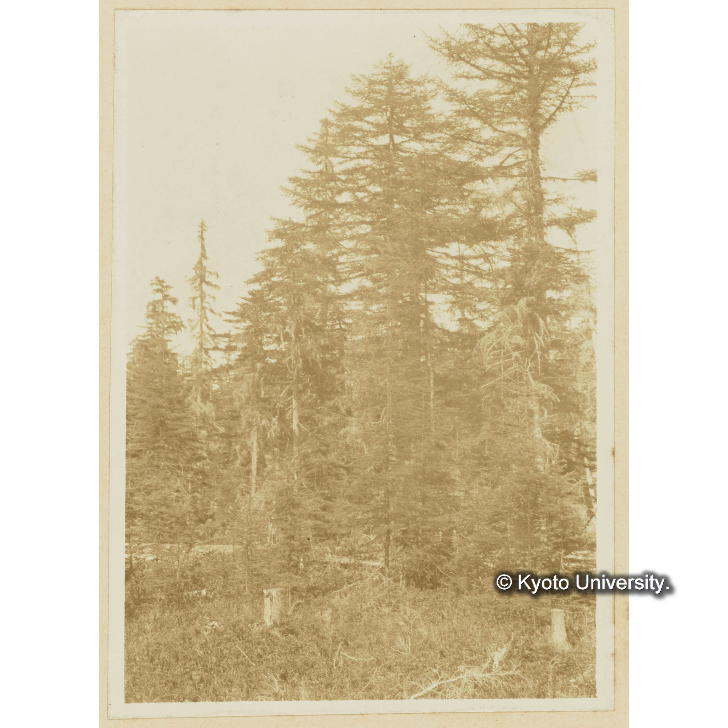 楠山グイマツ林。下生、ホロムイツツジ、ホソバイソツツジ (3)