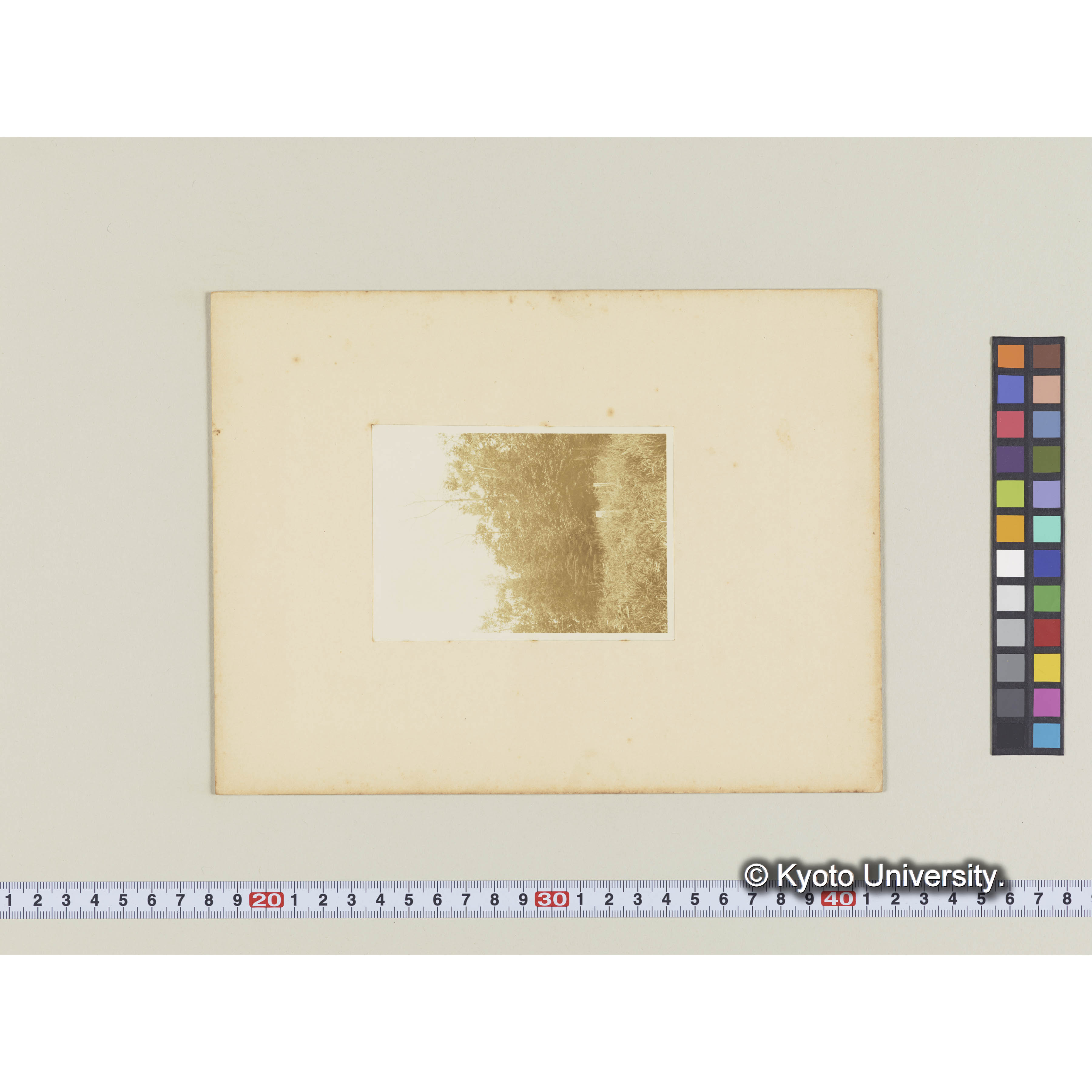 楠山。闊葉樹林にエゾマツの侵入 (1)