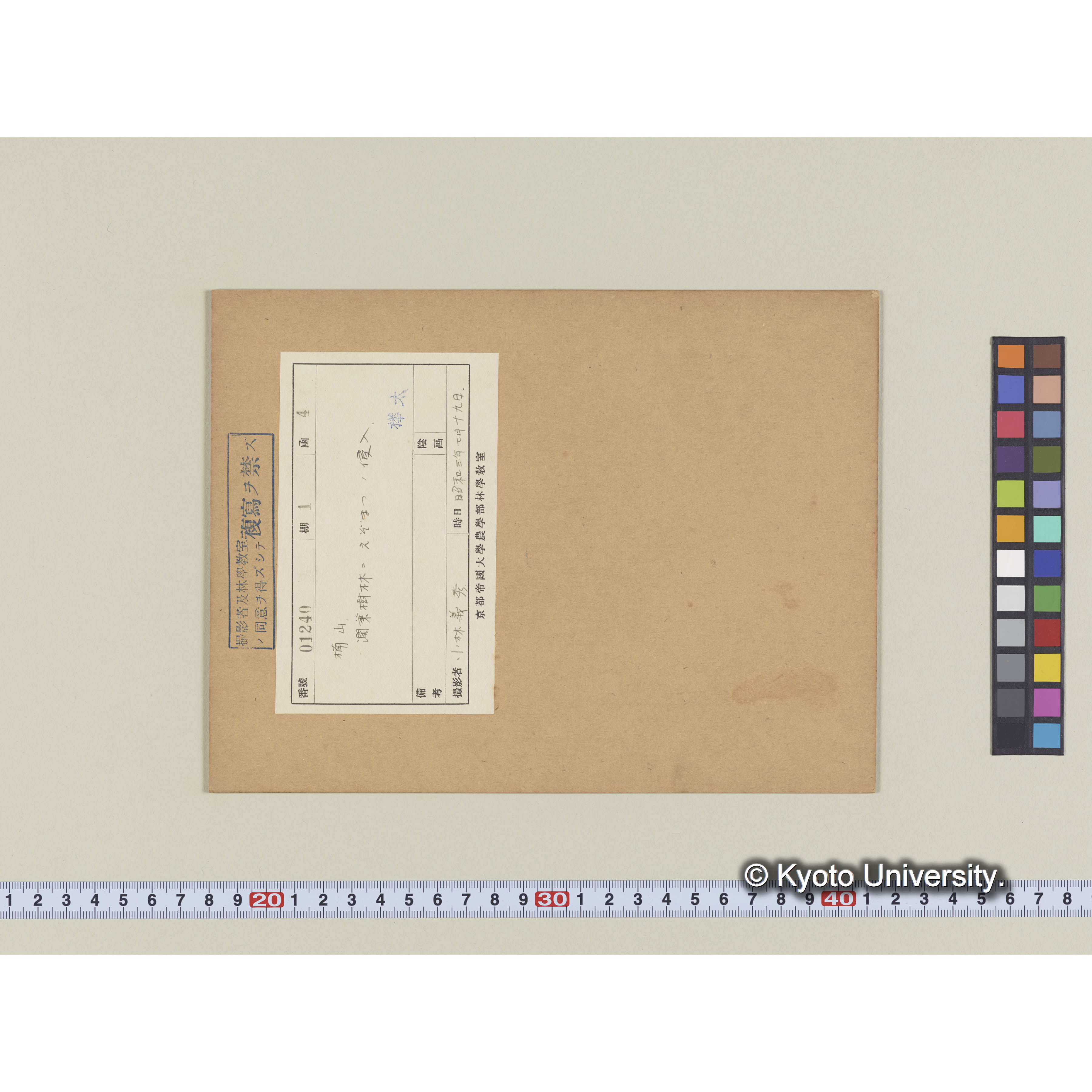 楠山。闊葉樹林にエゾマツの侵入 (2)