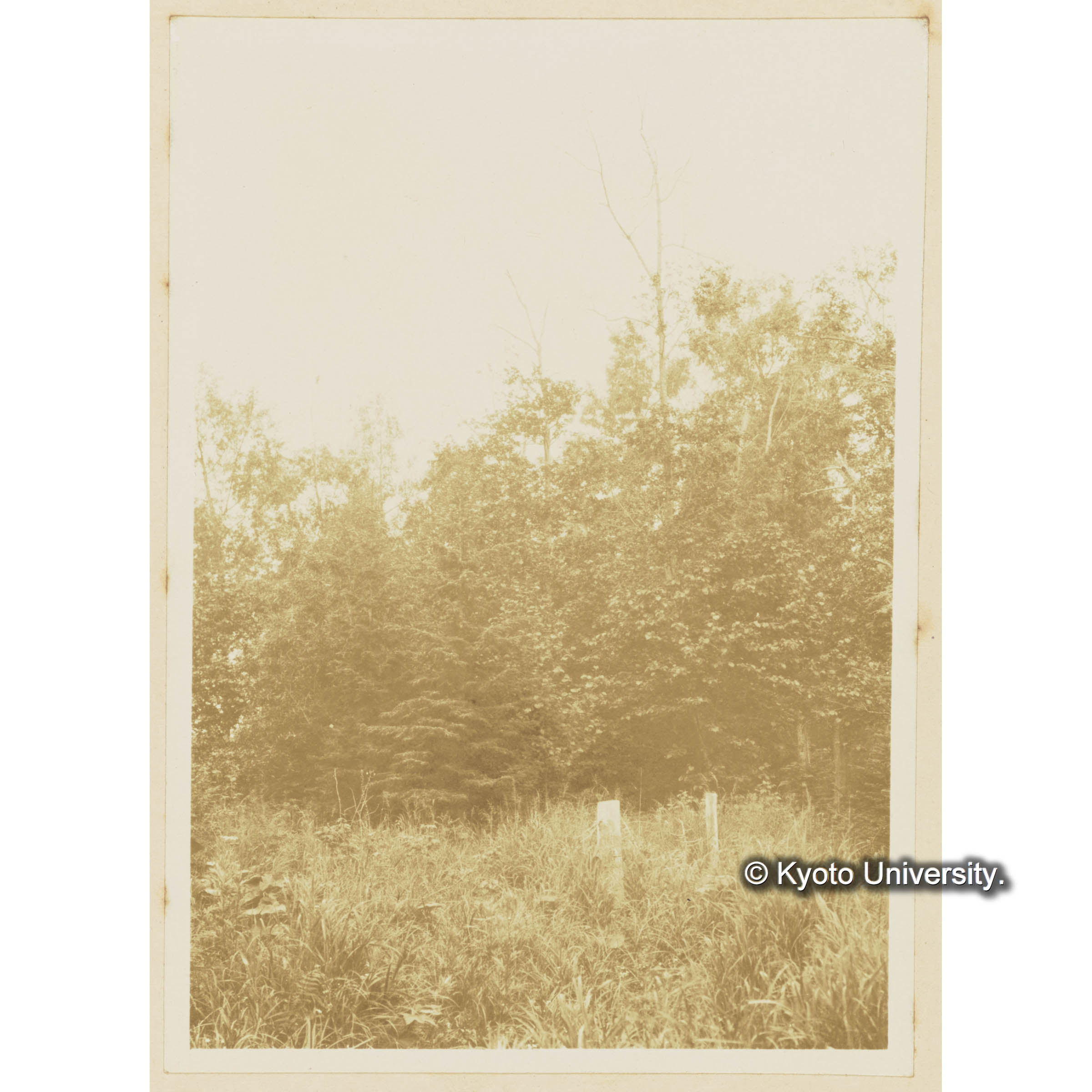 楠山。闊葉樹林にエゾマツの侵入 (3)