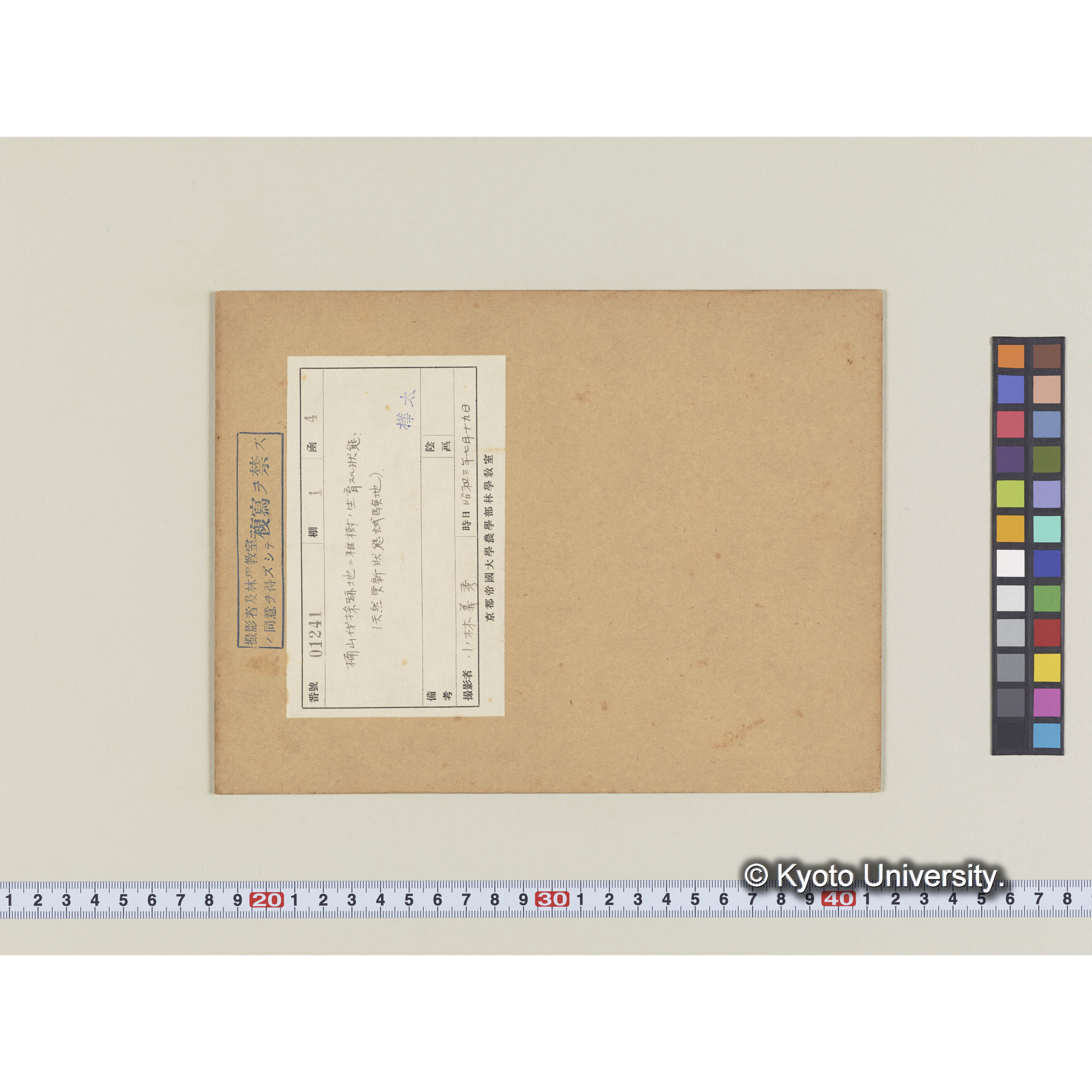 楠山伐採跡地に稚樹の生育する狀態 (1)