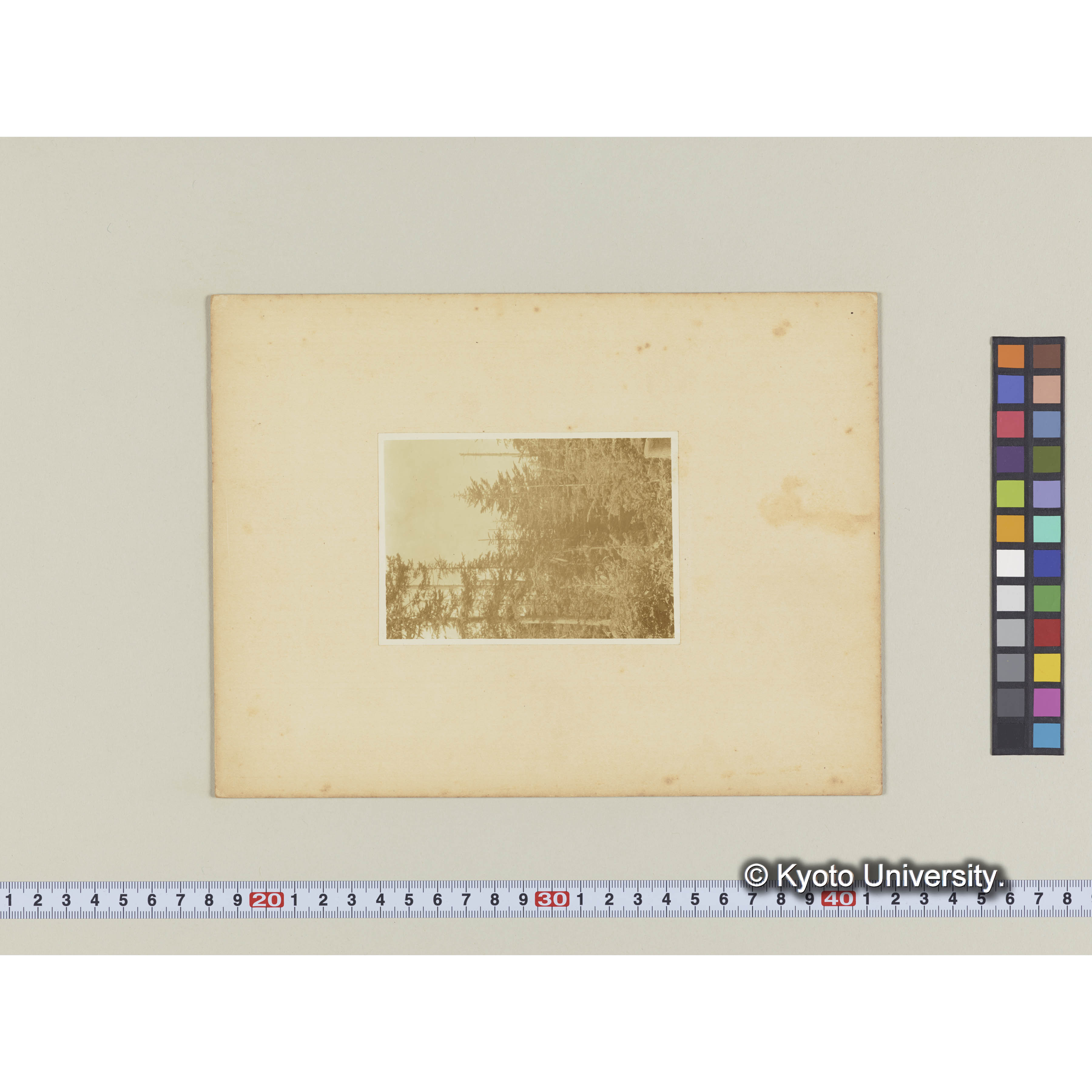 楠山伐採跡地に稚樹の生育する狀態 (2)