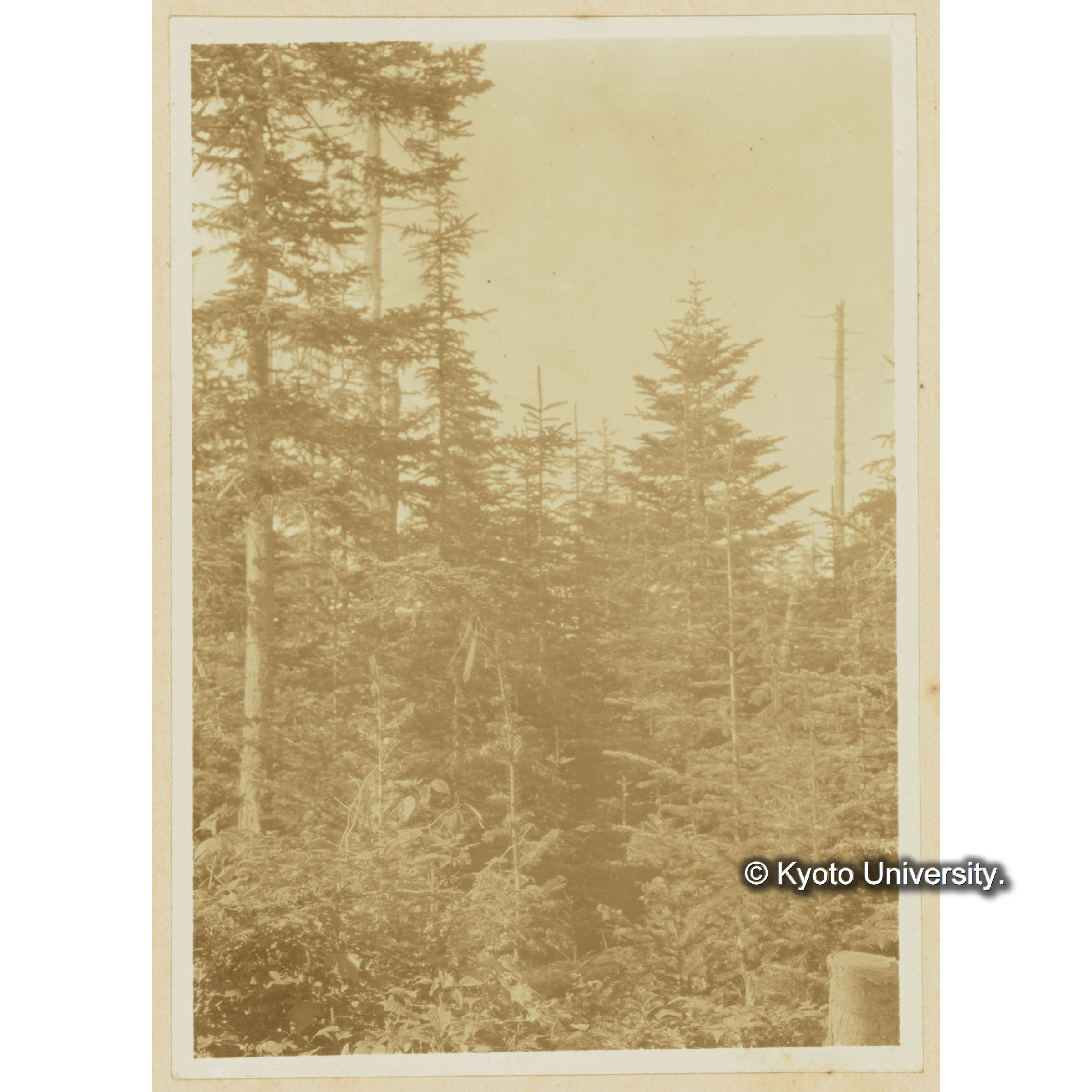 楠山伐採跡地に稚樹の生育する狀態 (3)