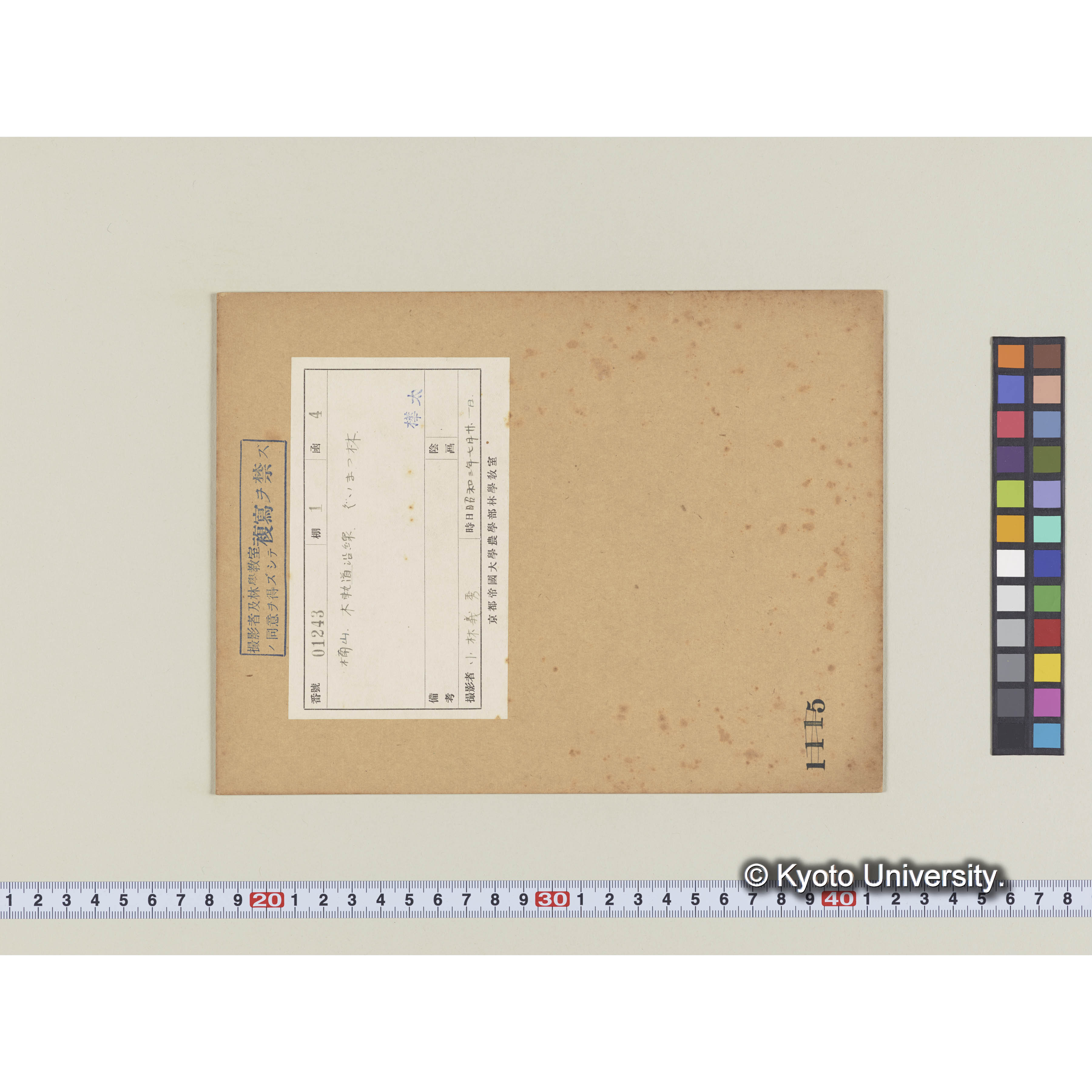 楠山。木軌道沿線。グイマツ林 (1)