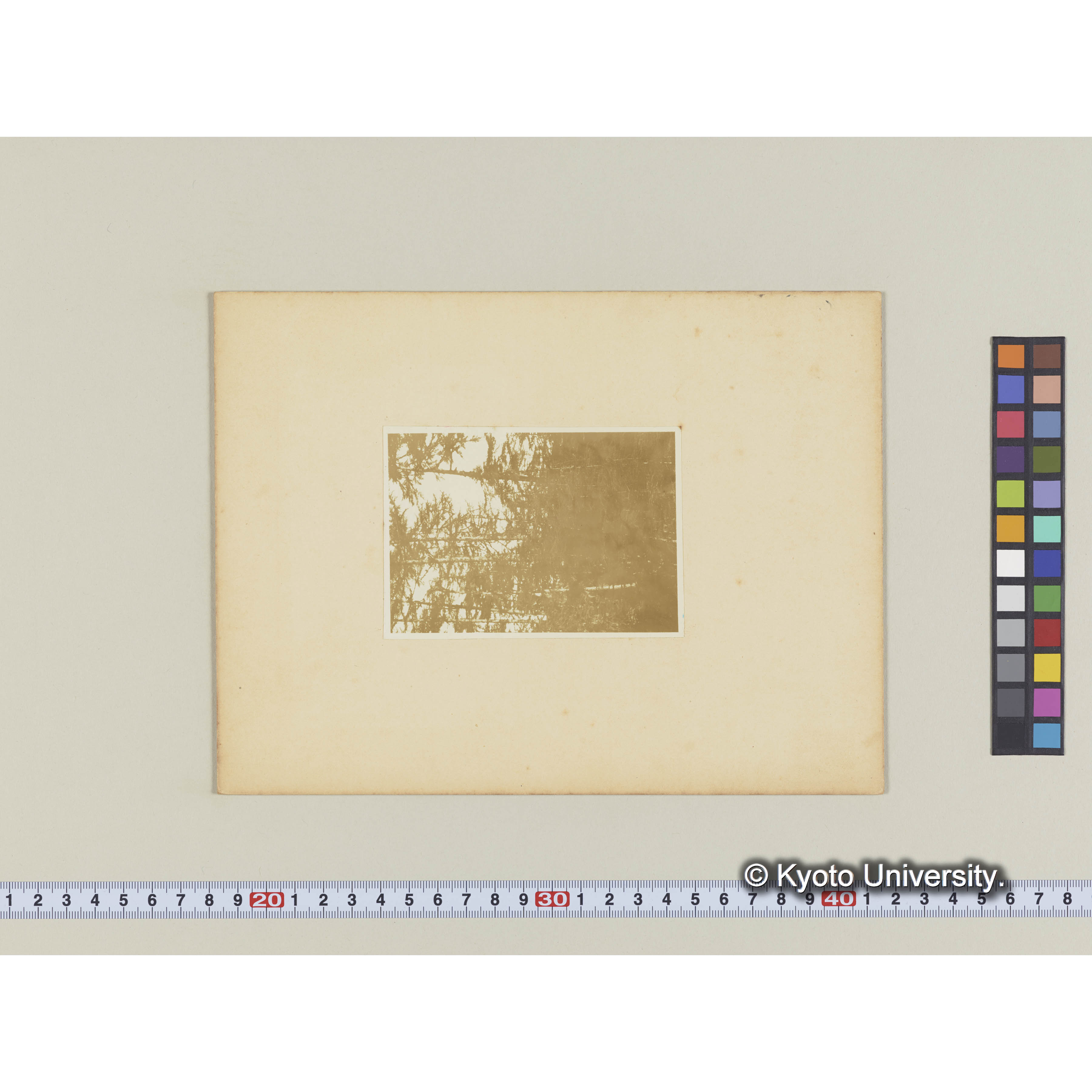 楠山。木軌道沿線。グイマツ林 (2)