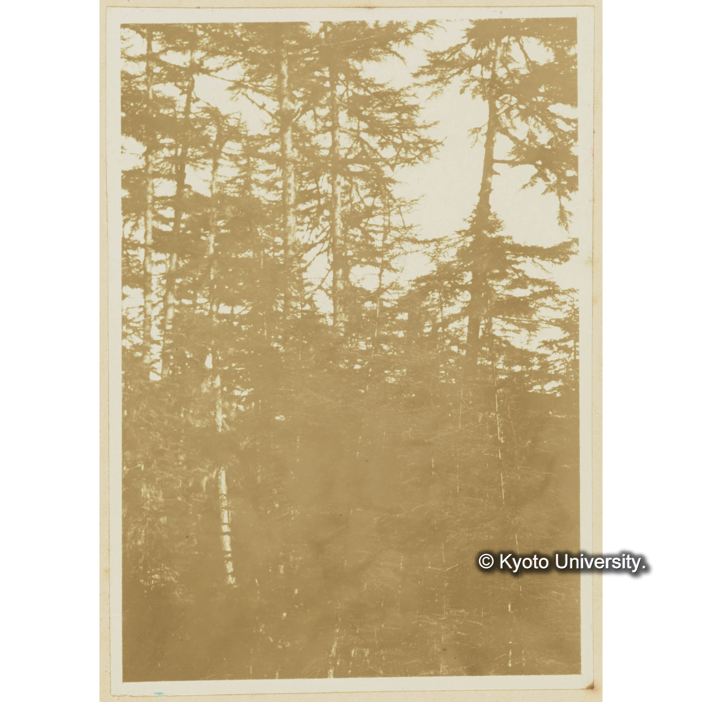 楠山。木軌道沿線。グイマツ林 (3)