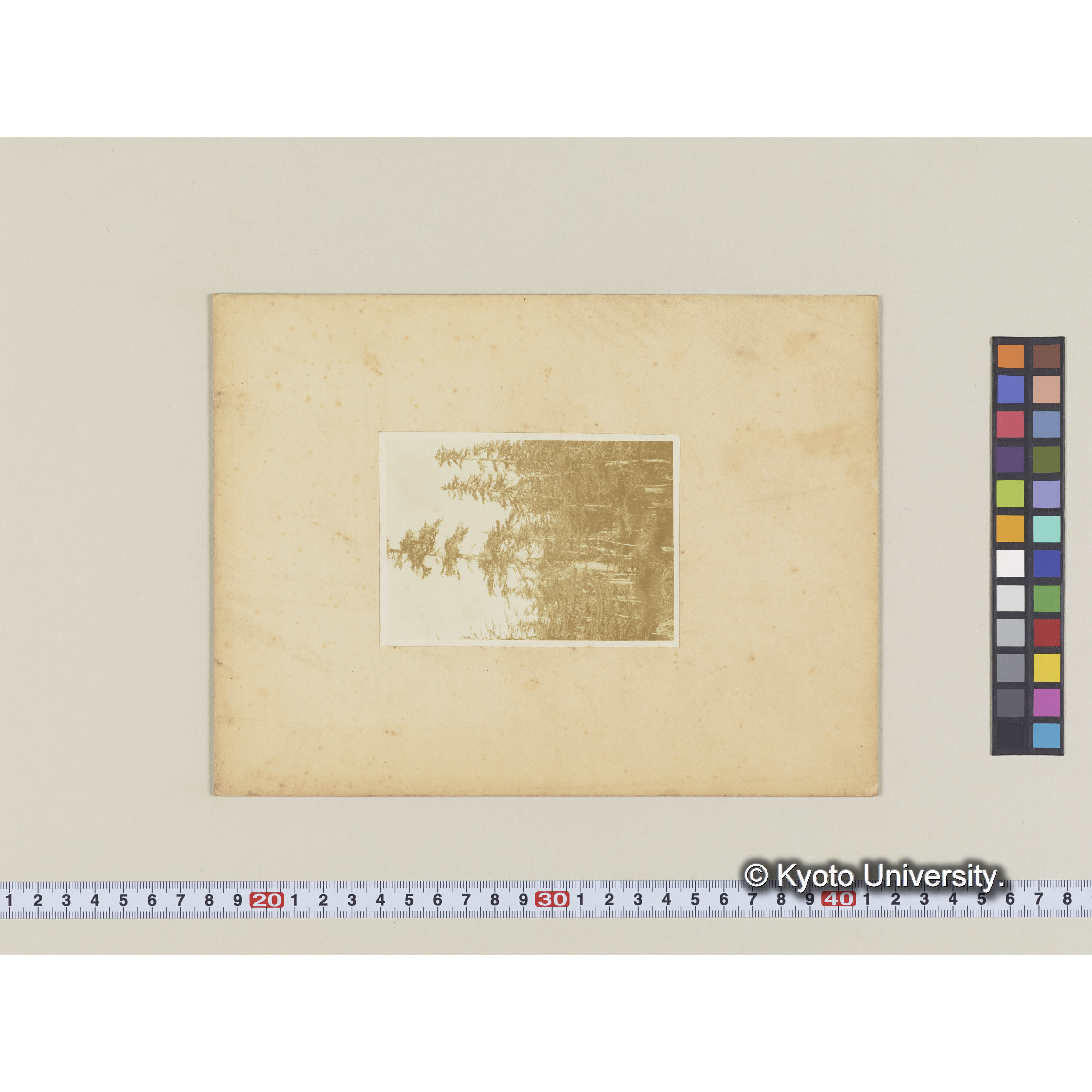 楠山。グイマツ林 (2)