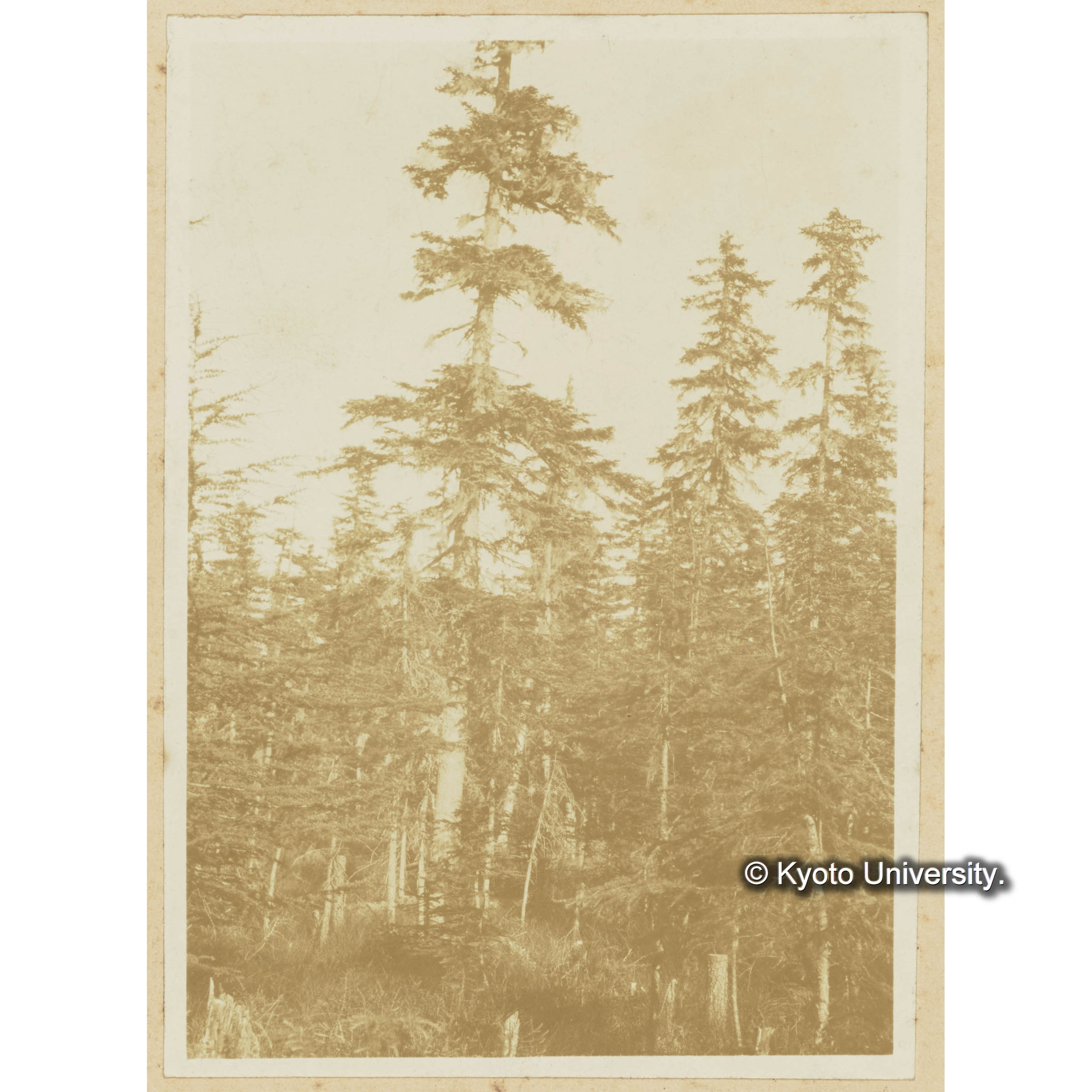 楠山。グイマツ林 (3)