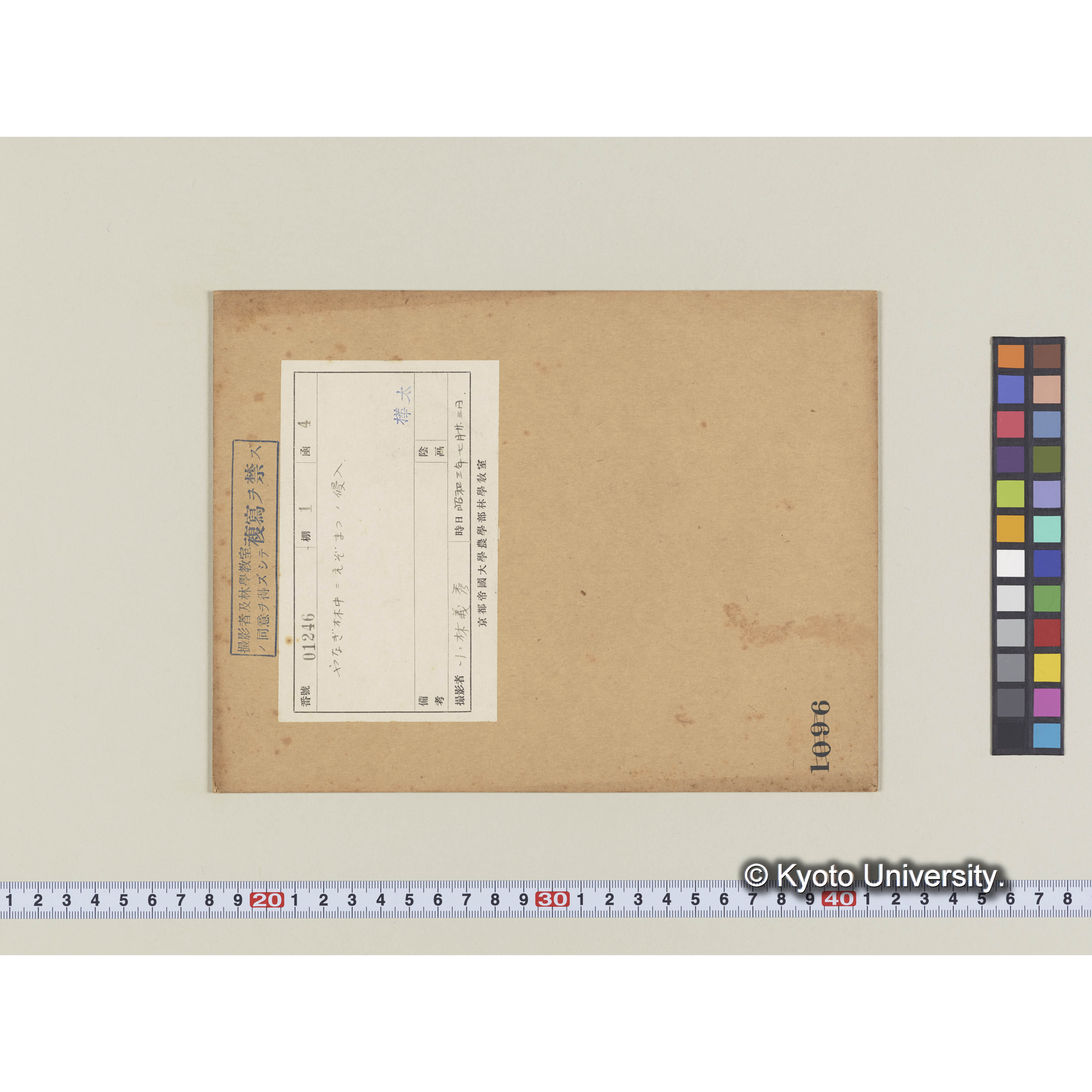 ヤナギ林中にエゾマツの侵入 (1)