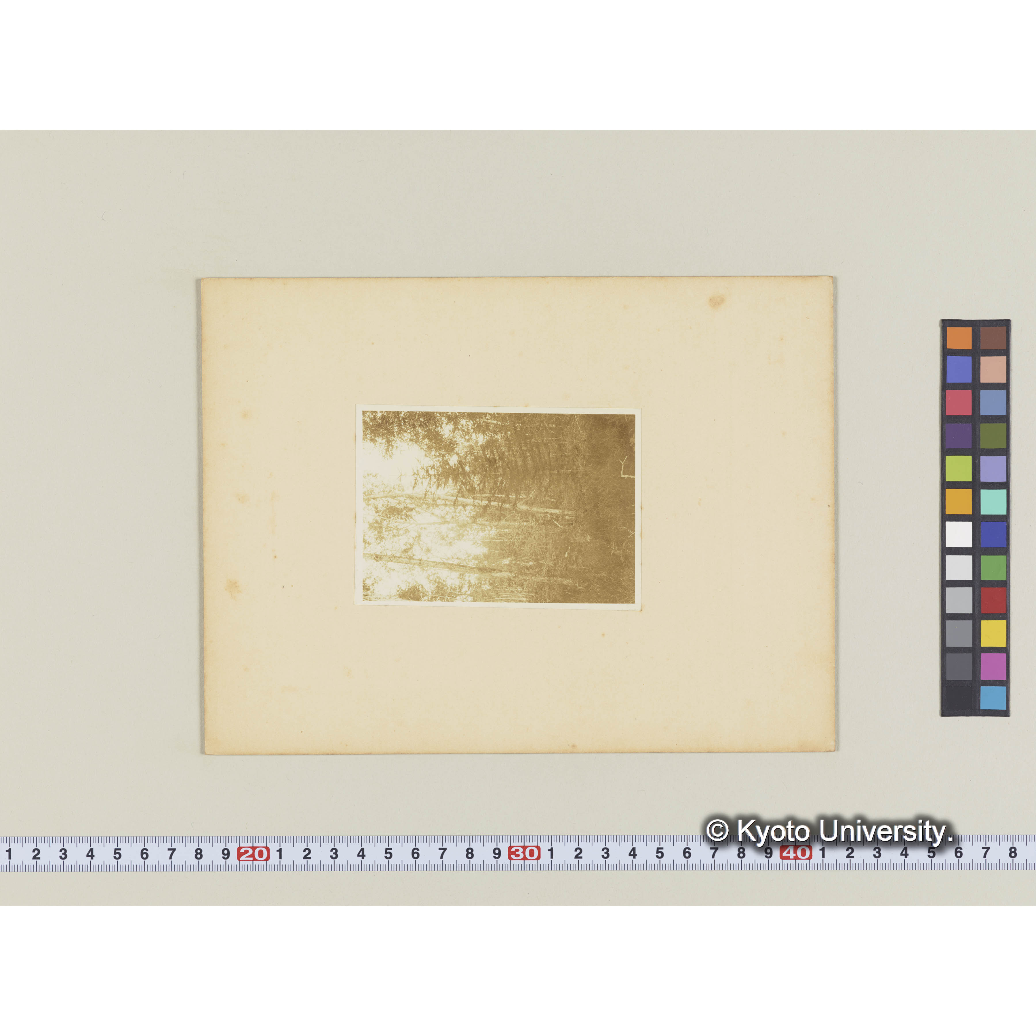 ヤナギ林中にエゾマツの侵入 (2)