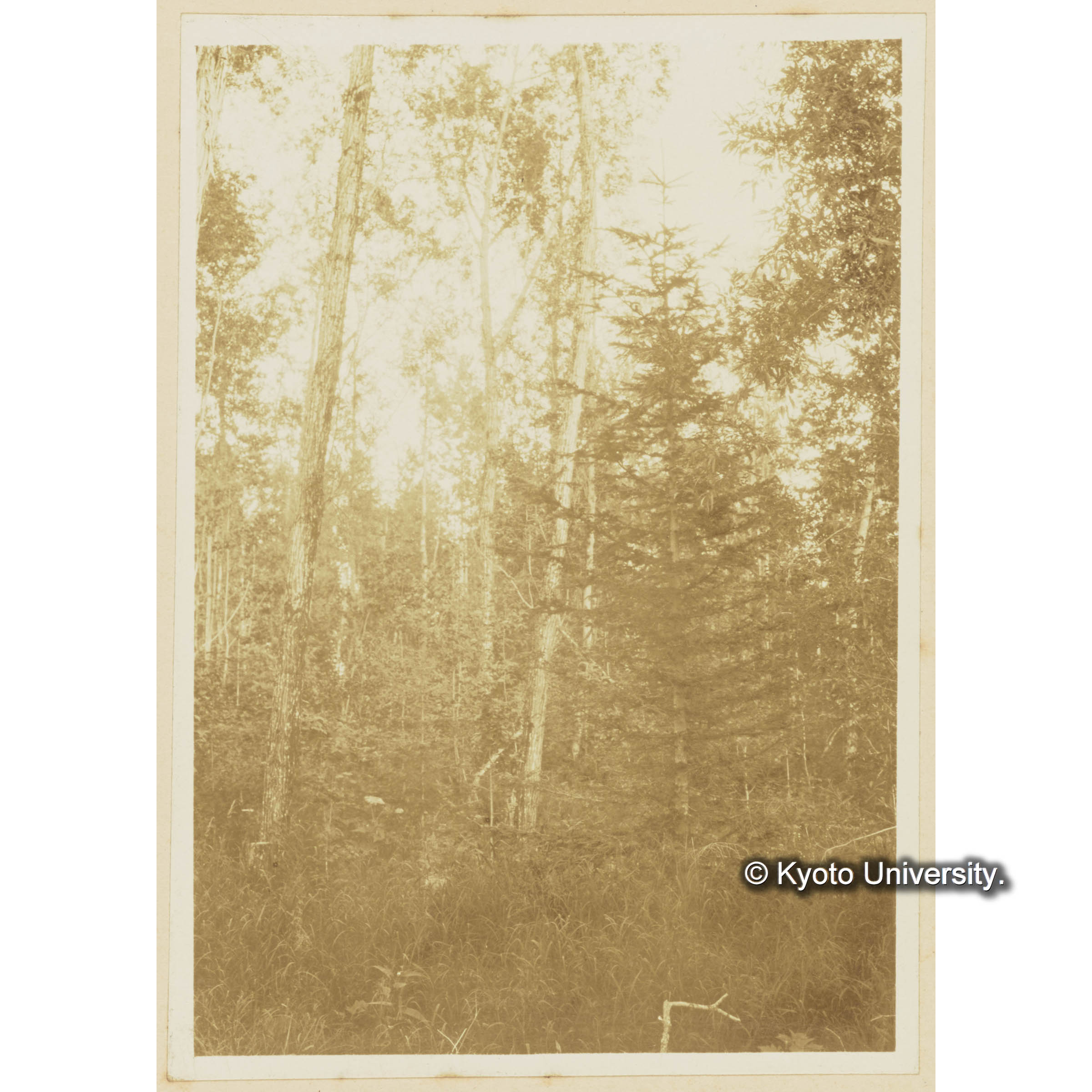 ヤナギ林中にエゾマツの侵入 (3)