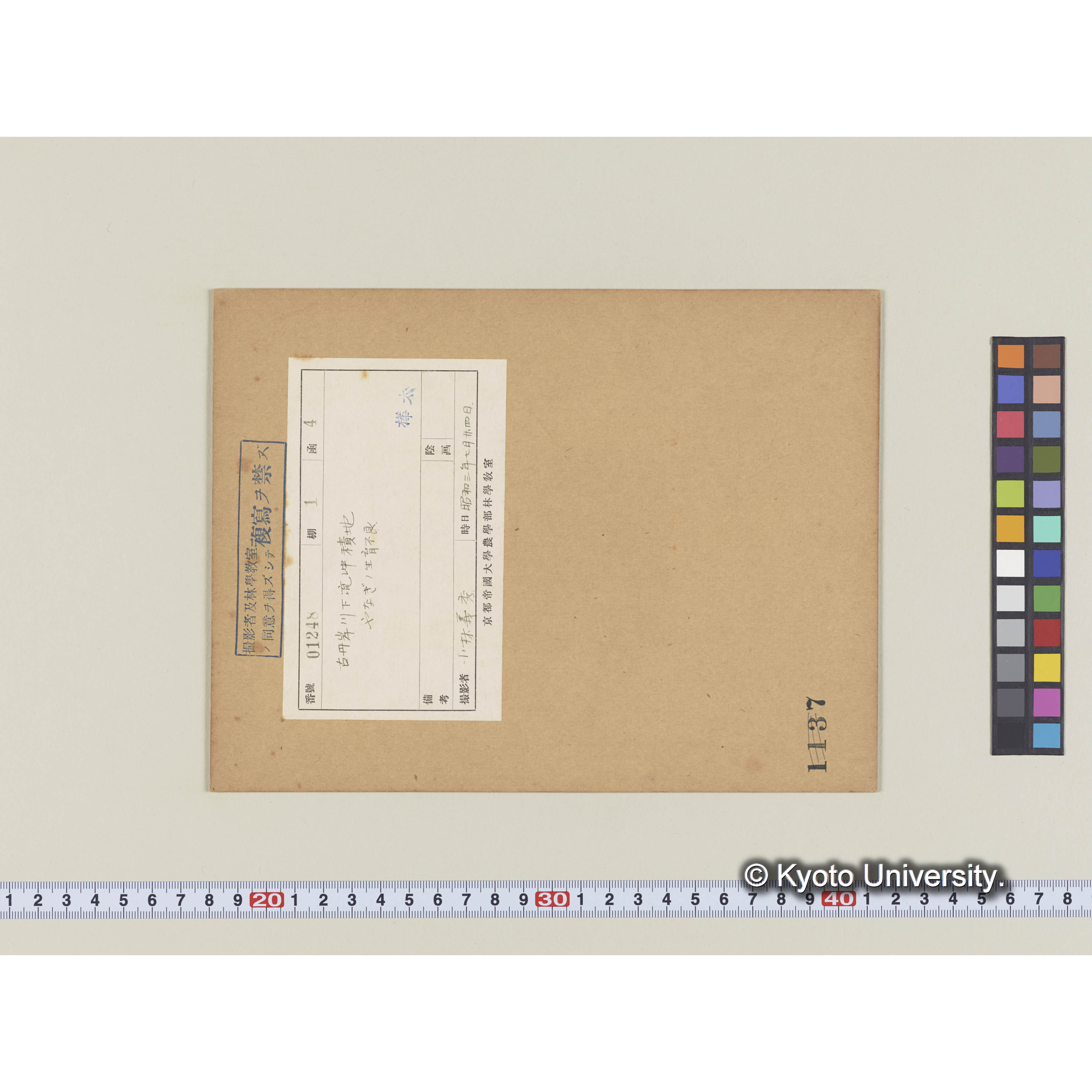 古丹岸川下流沖積地　ヤナギの生育不良 (1)