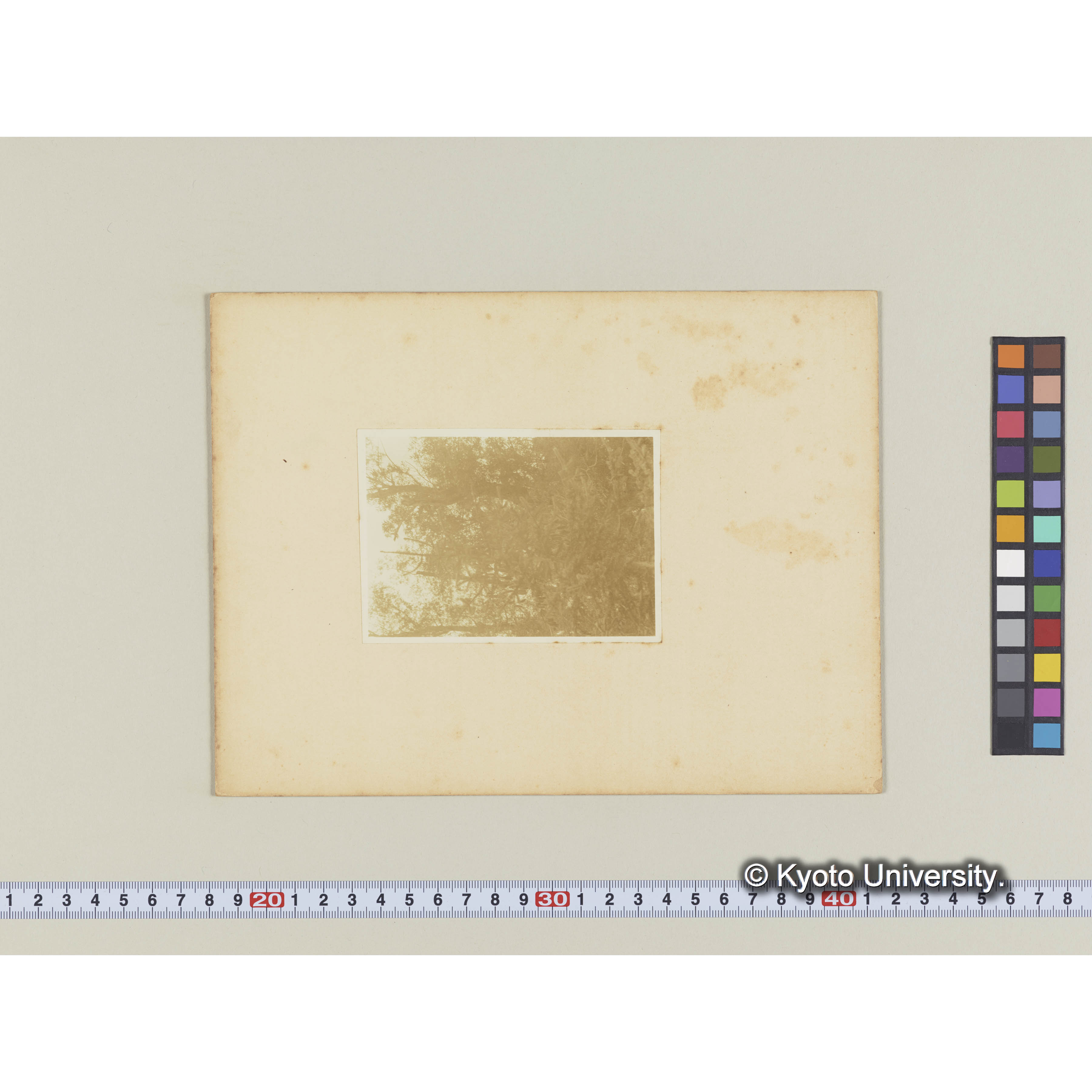 古丹岸川下流沖積地　ヤナギの生育不良 (2)