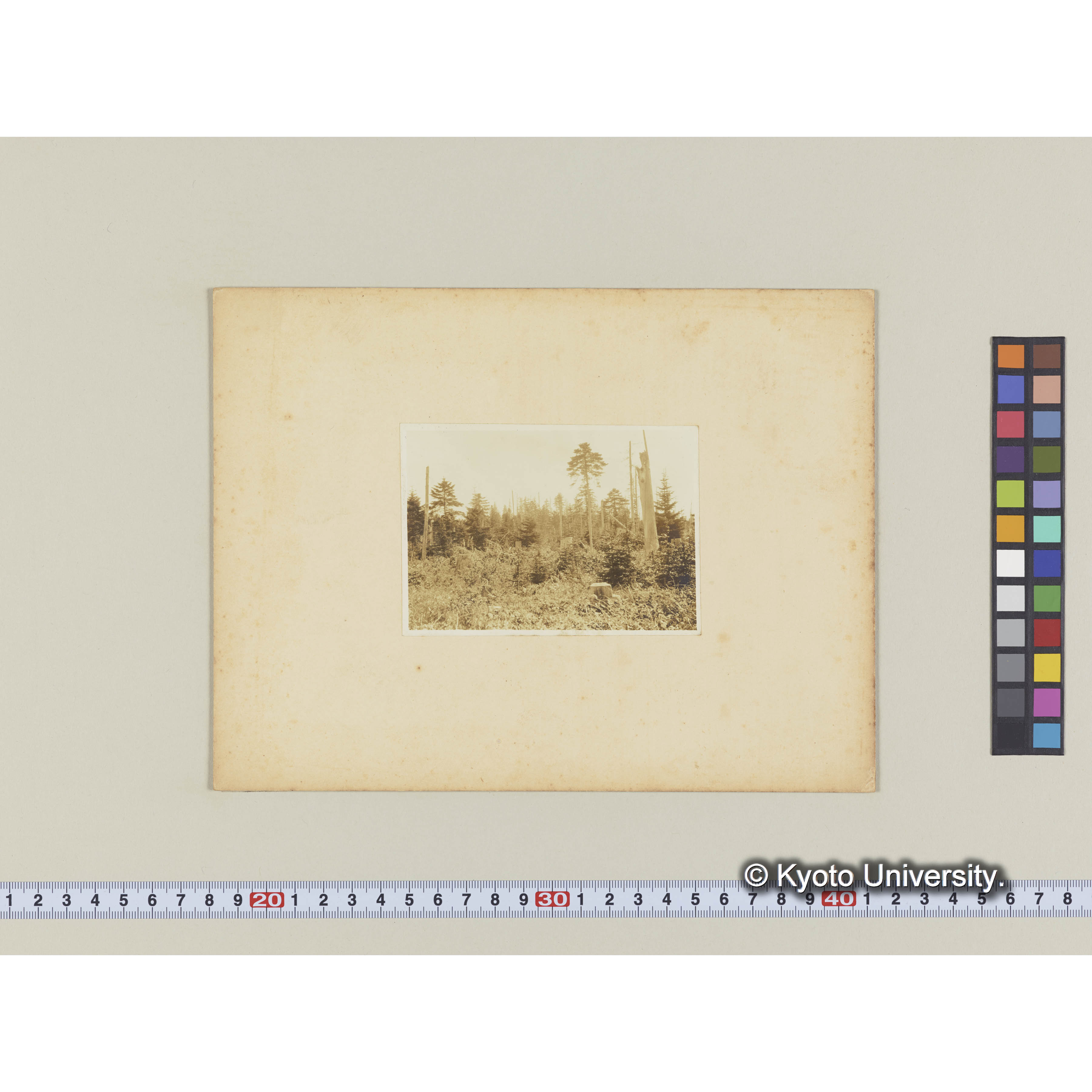 楠山古丹岸河畔。大正七年度伐採跡地に立つエゾマツ、トドマツ (1)