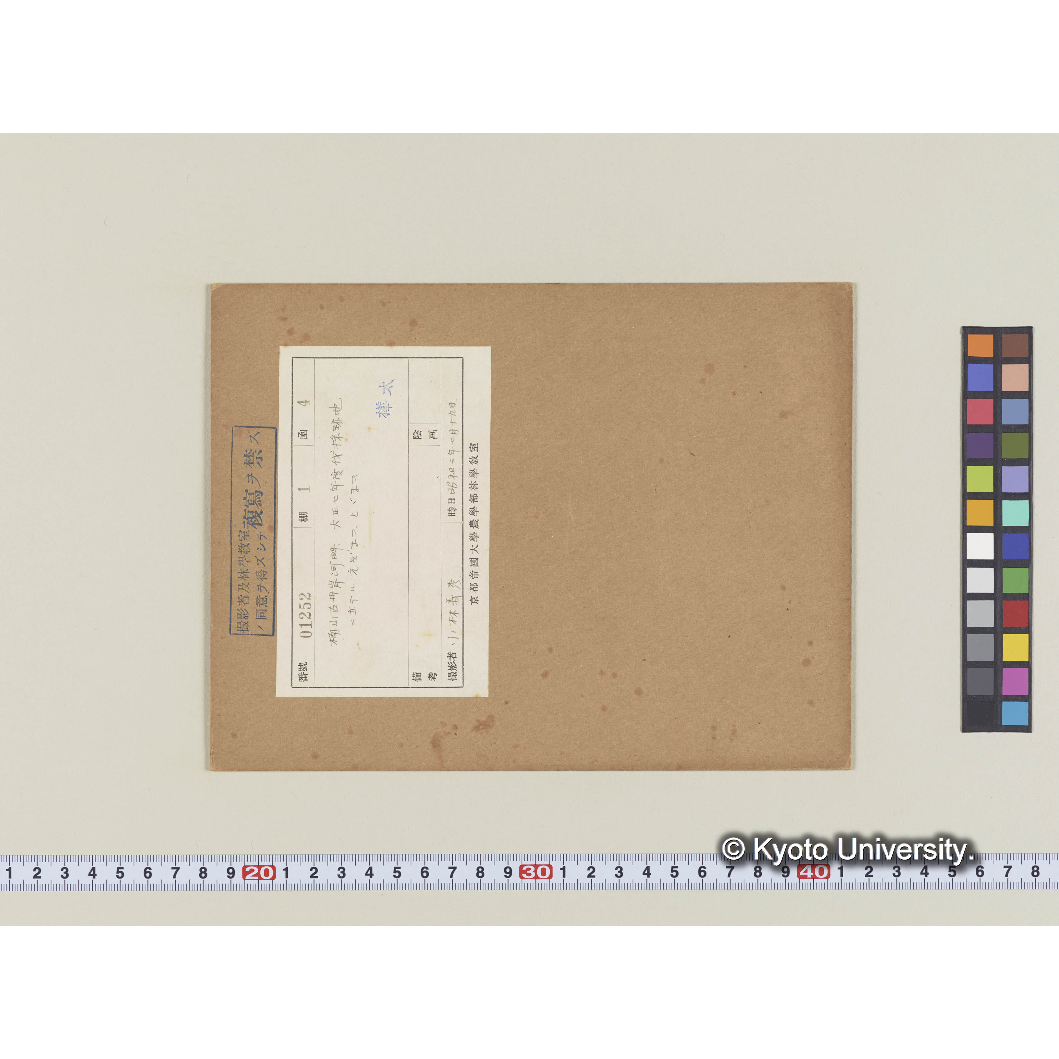 楠山古丹岸河畔。大正七年度伐採跡地に立つエゾマツ、トドマツ (2)