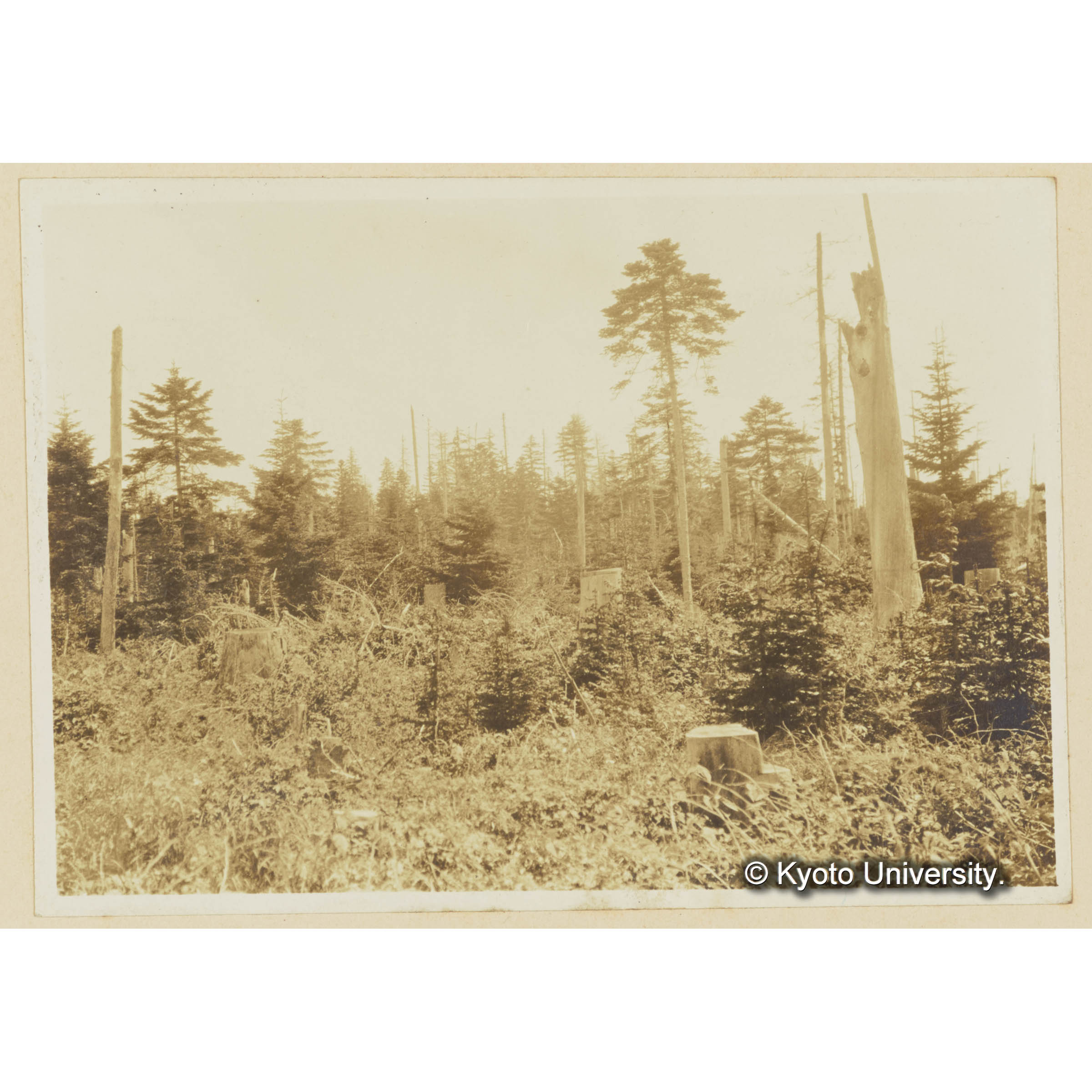 楠山古丹岸河畔。大正七年度伐採跡地に立つエゾマツ、トドマツ (3)