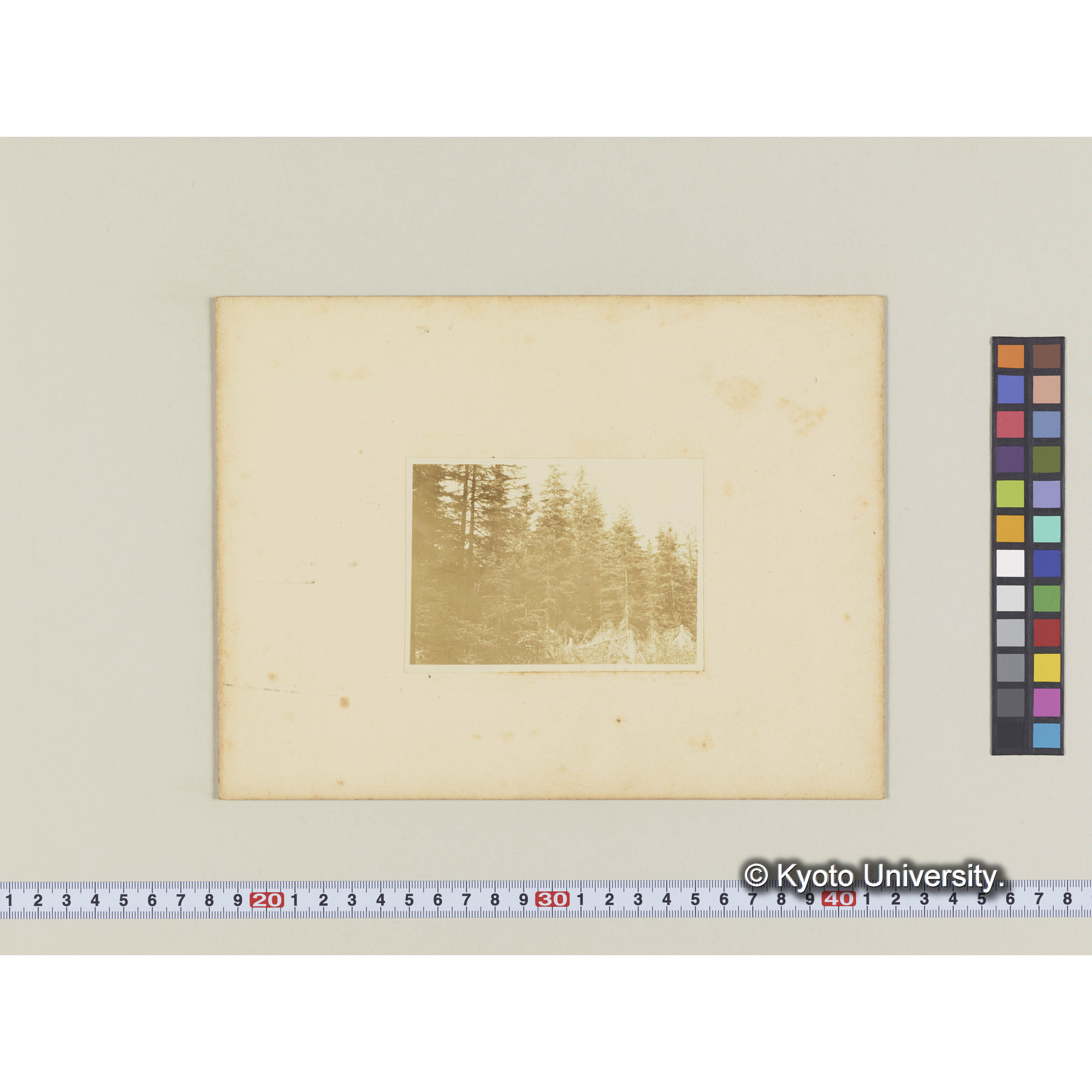 楠山電線路。グイマツ、エゾマツの壮令林 (1)