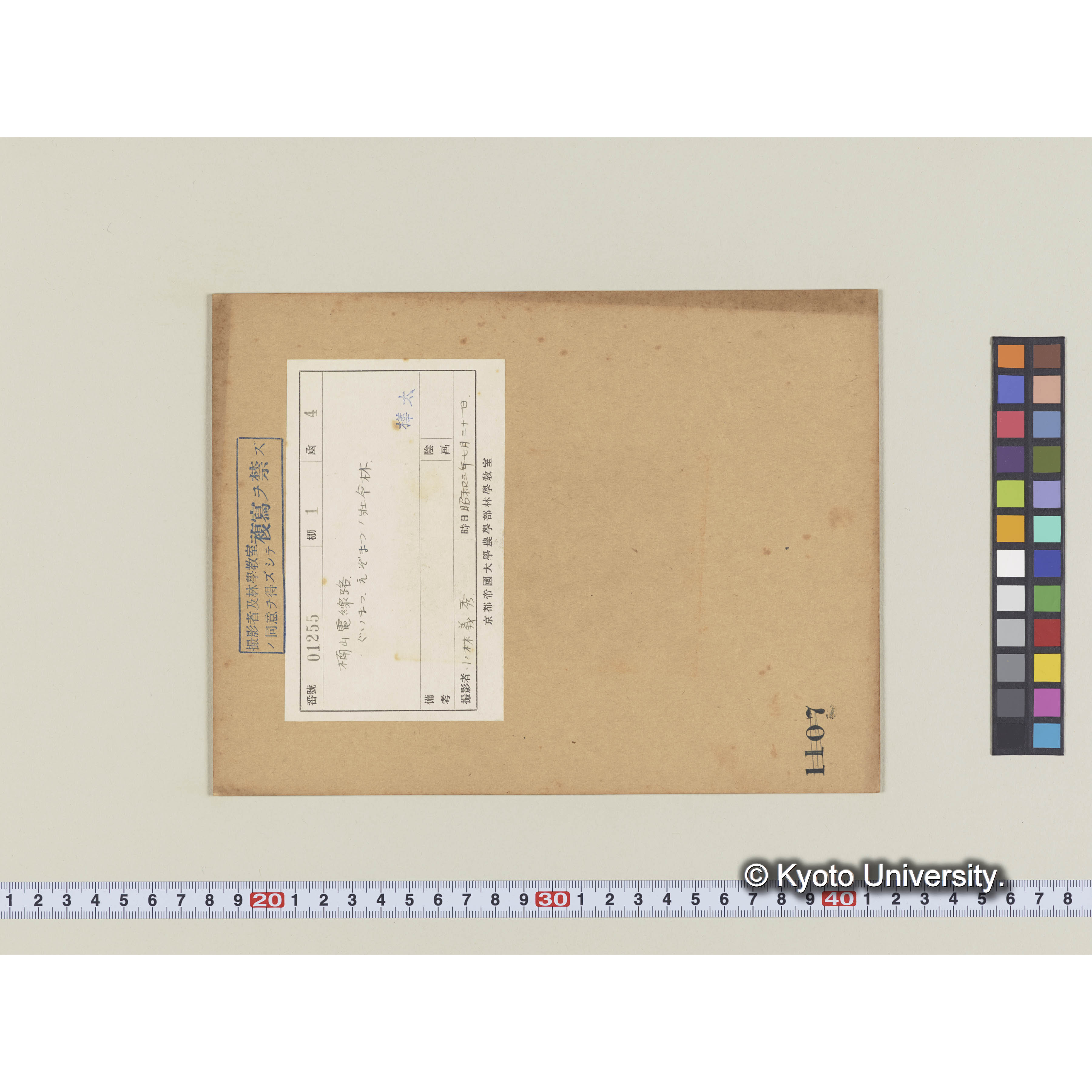 楠山電線路。グイマツ、エゾマツの壮令林 (2)