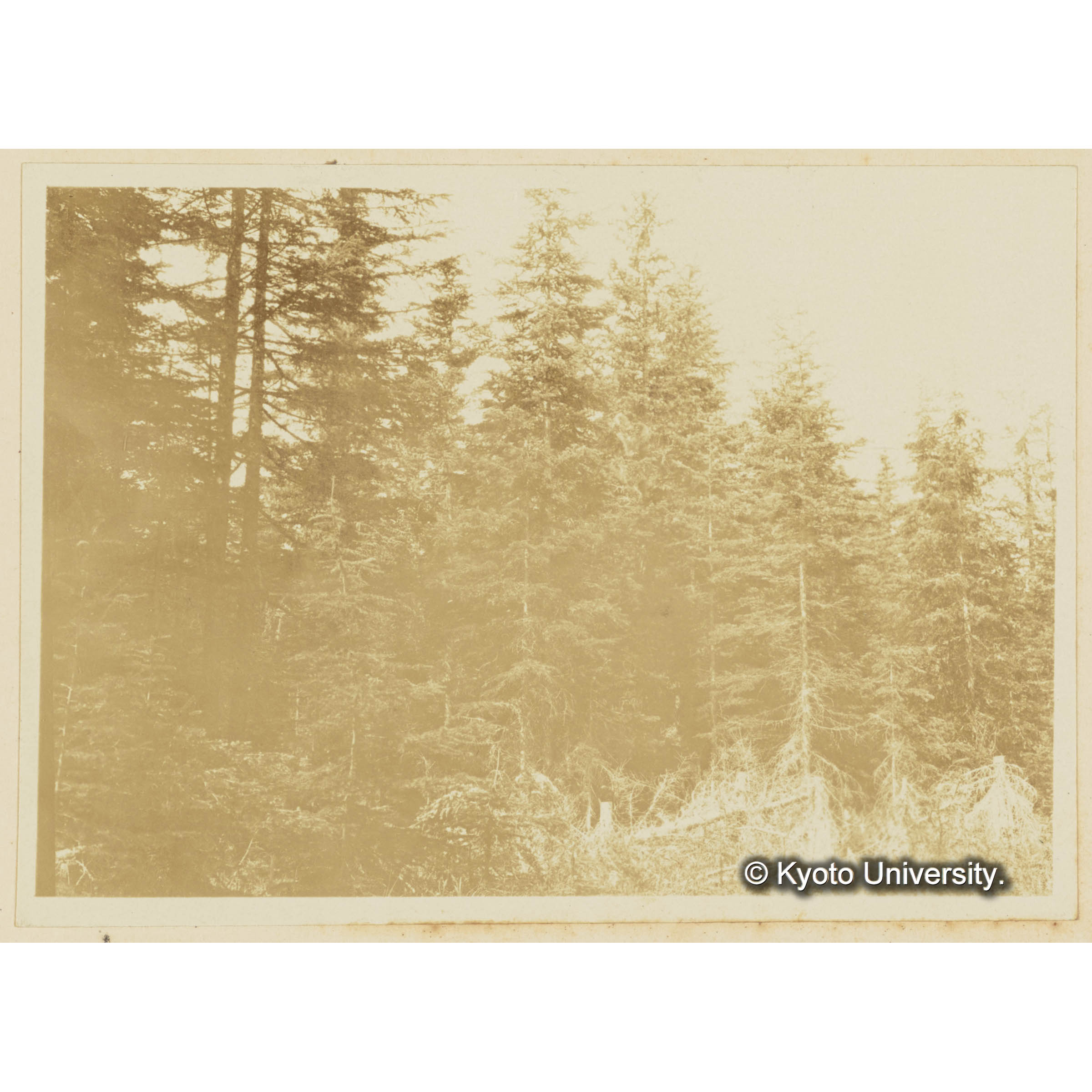 楠山電線路。グイマツ、エゾマツの壮令林 (3)