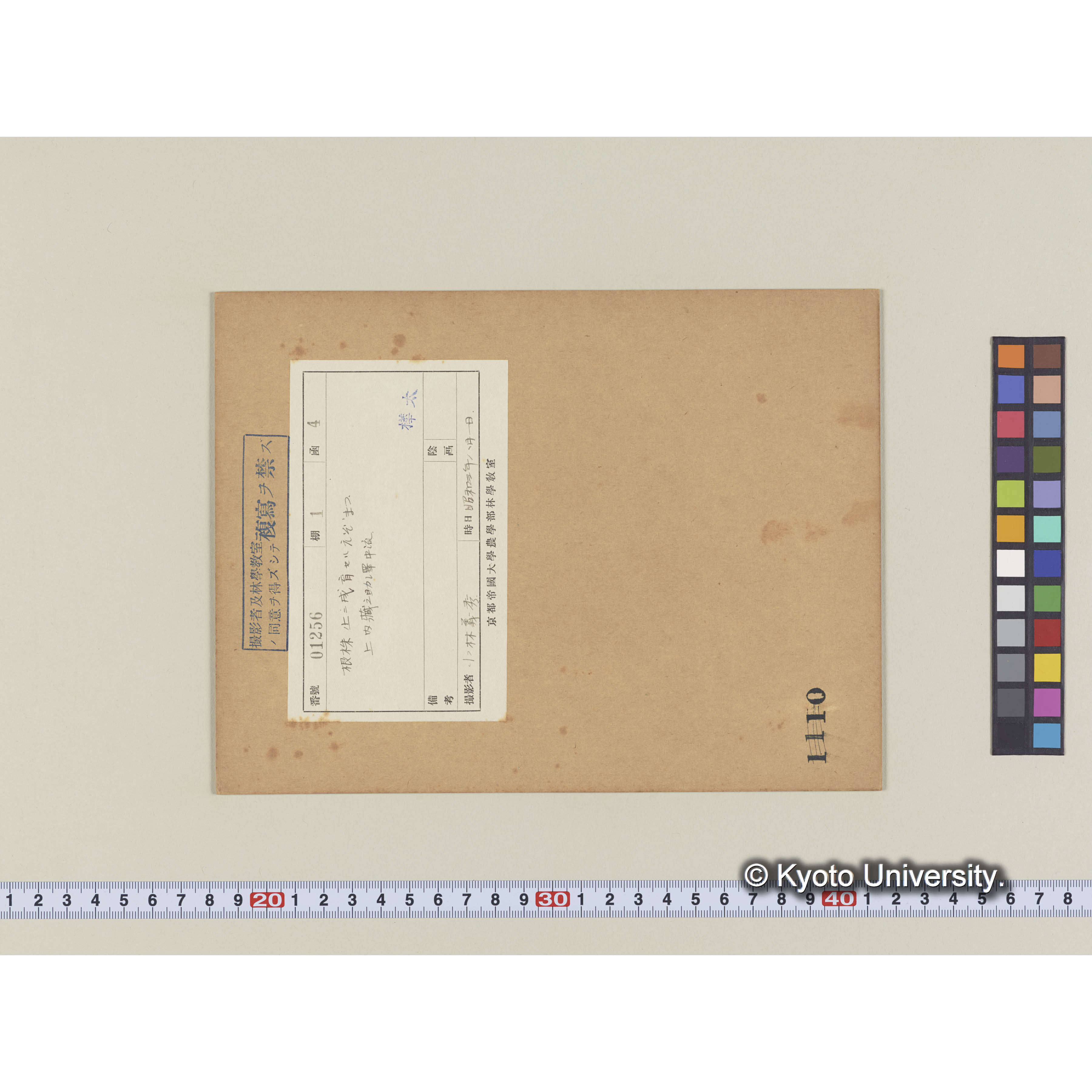 根株の上に成育するエゾマツ。上内藏之助澤中流 (1)