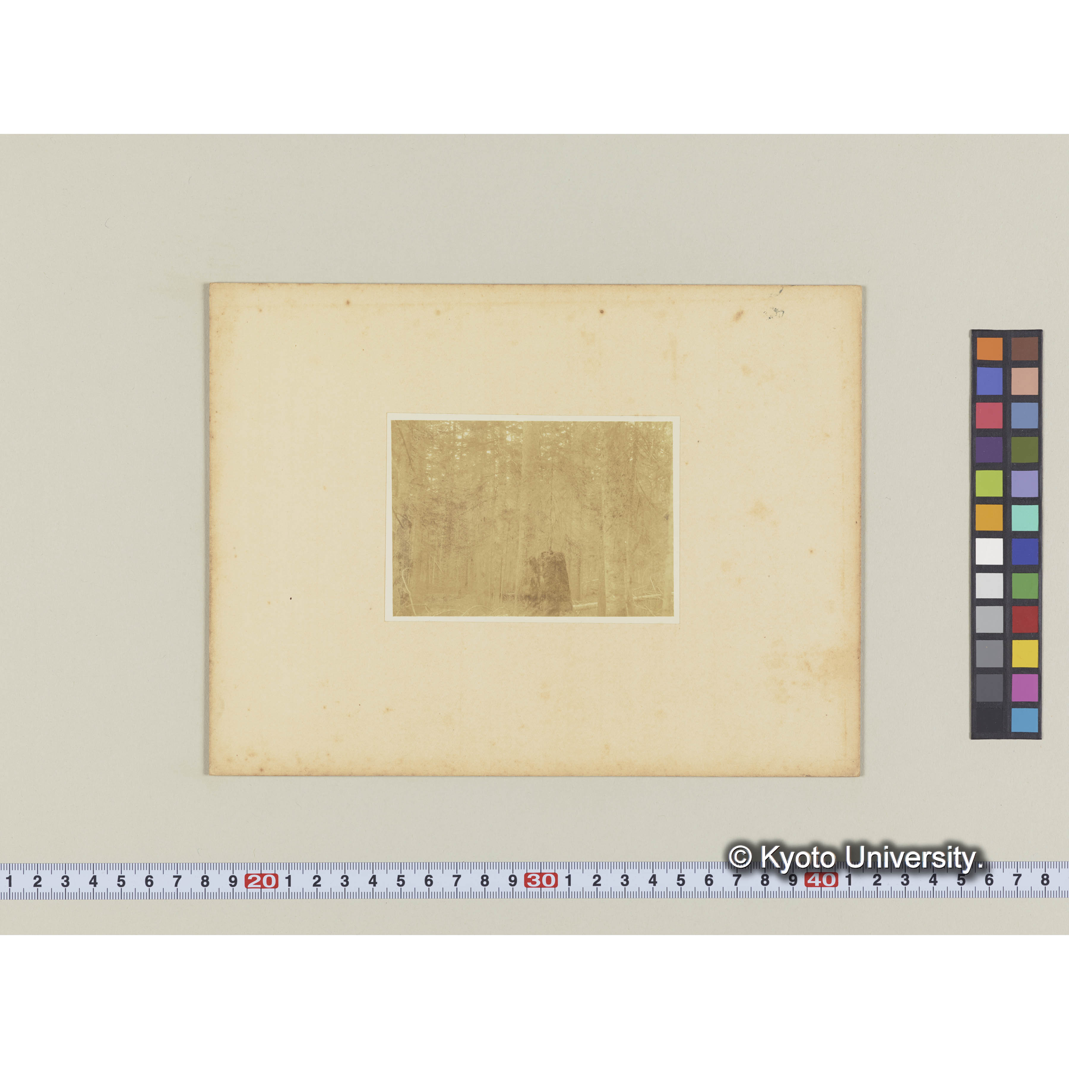 根株の上に成育するエゾマツ。上内藏之助澤中流 (2)