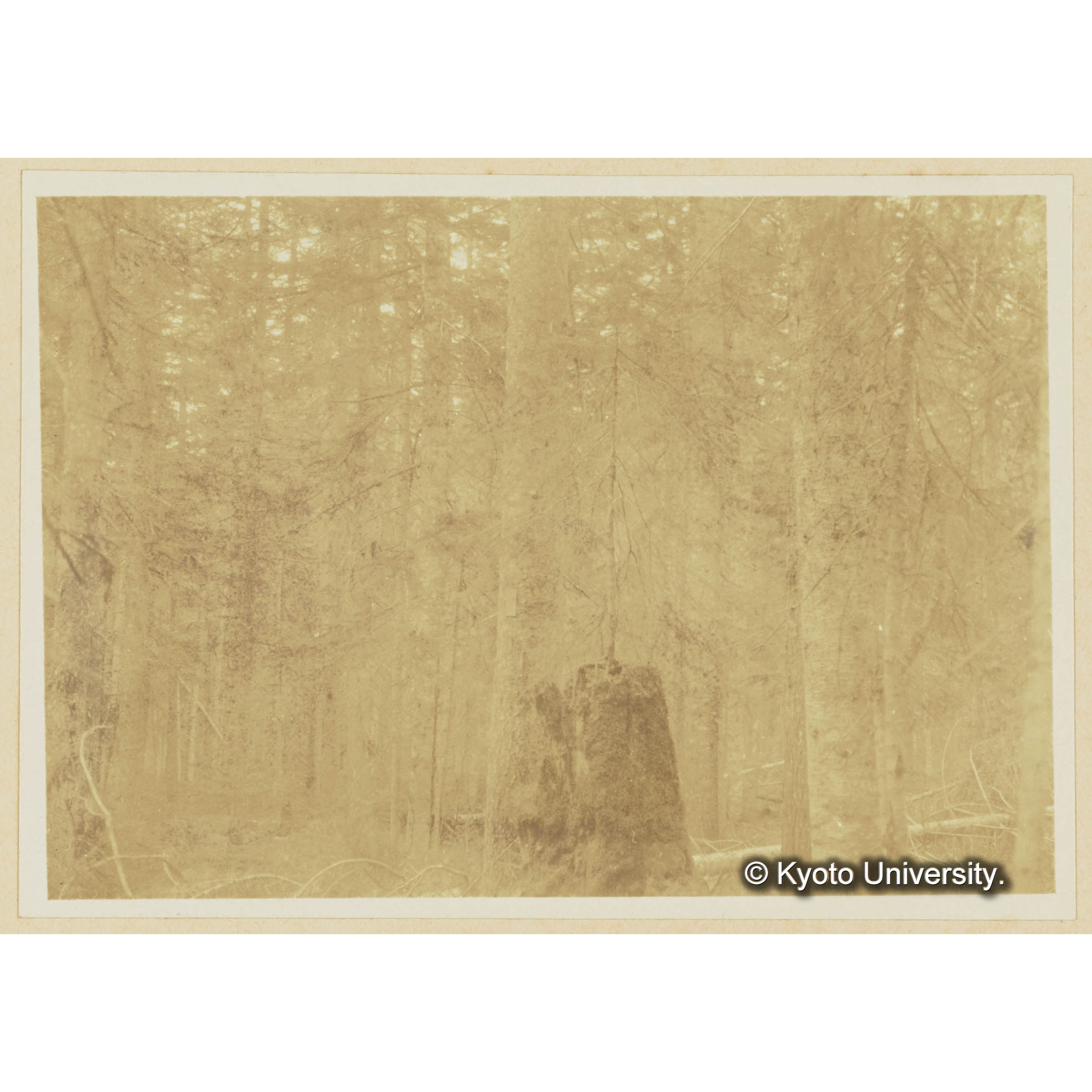 根株の上に成育するエゾマツ。上内藏之助澤中流 (3)