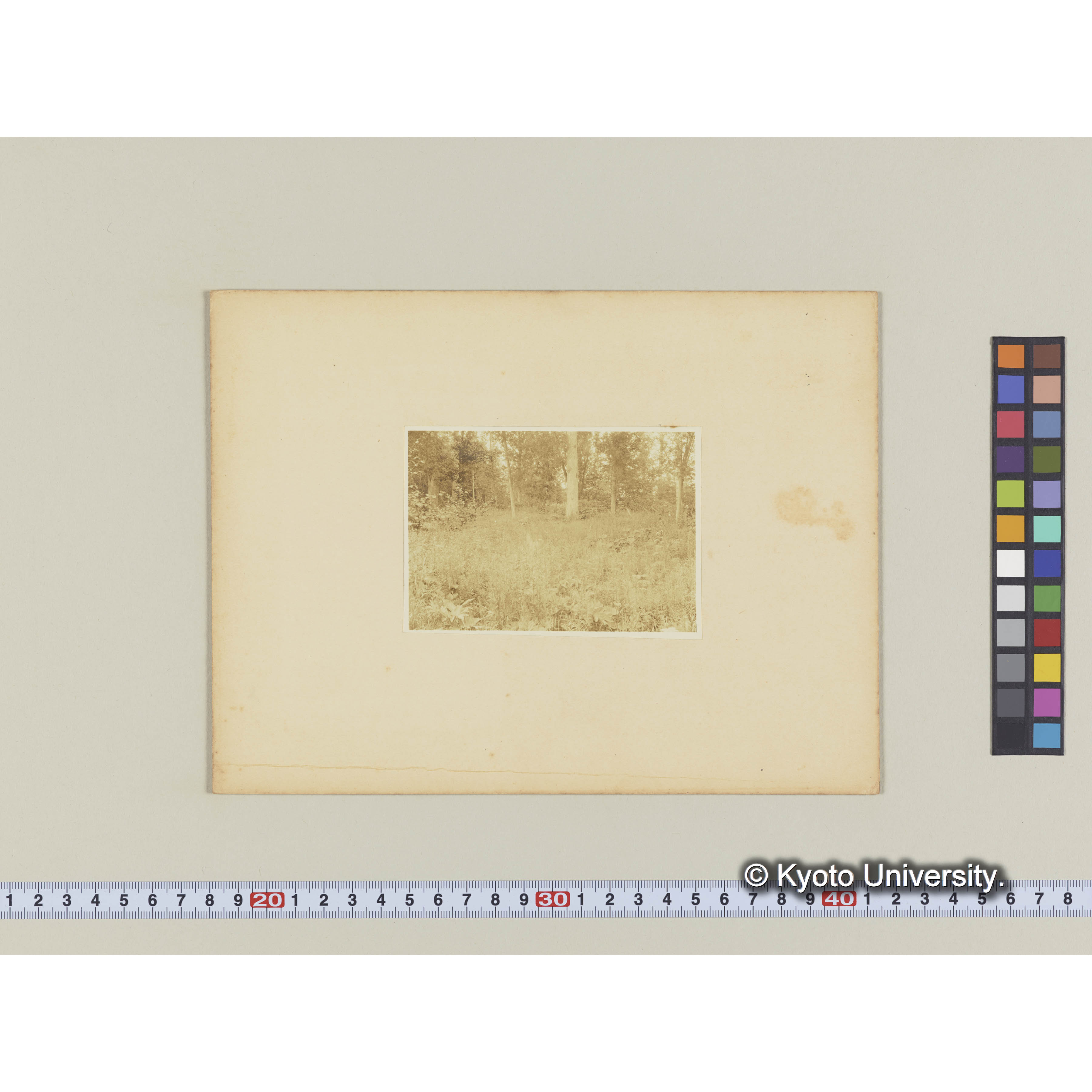 楠山。古丹岸河沿岸沖積地の草原。オニオタカラコウ (1)