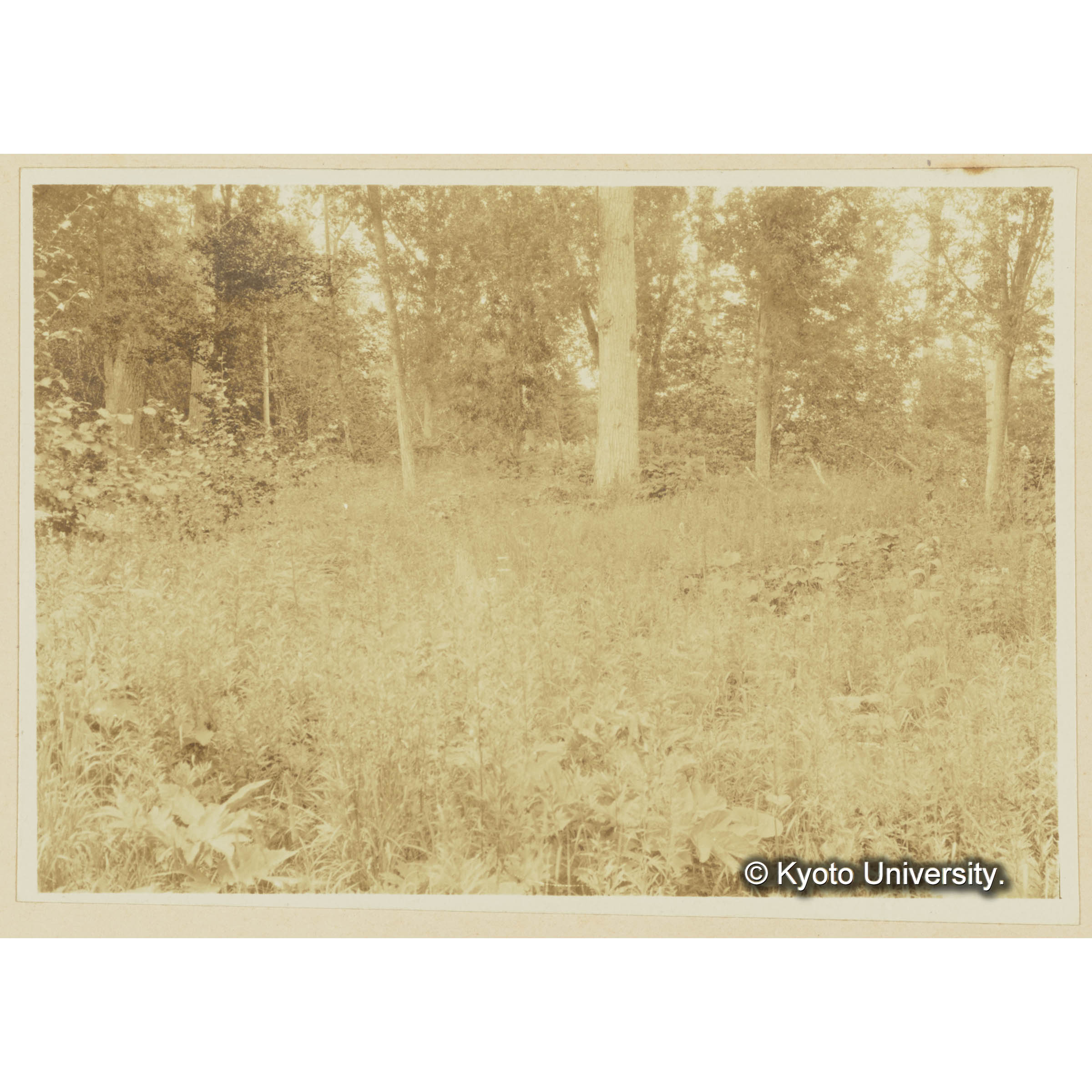 楠山。古丹岸河沿岸沖積地の草原。オニオタカラコウ (3)