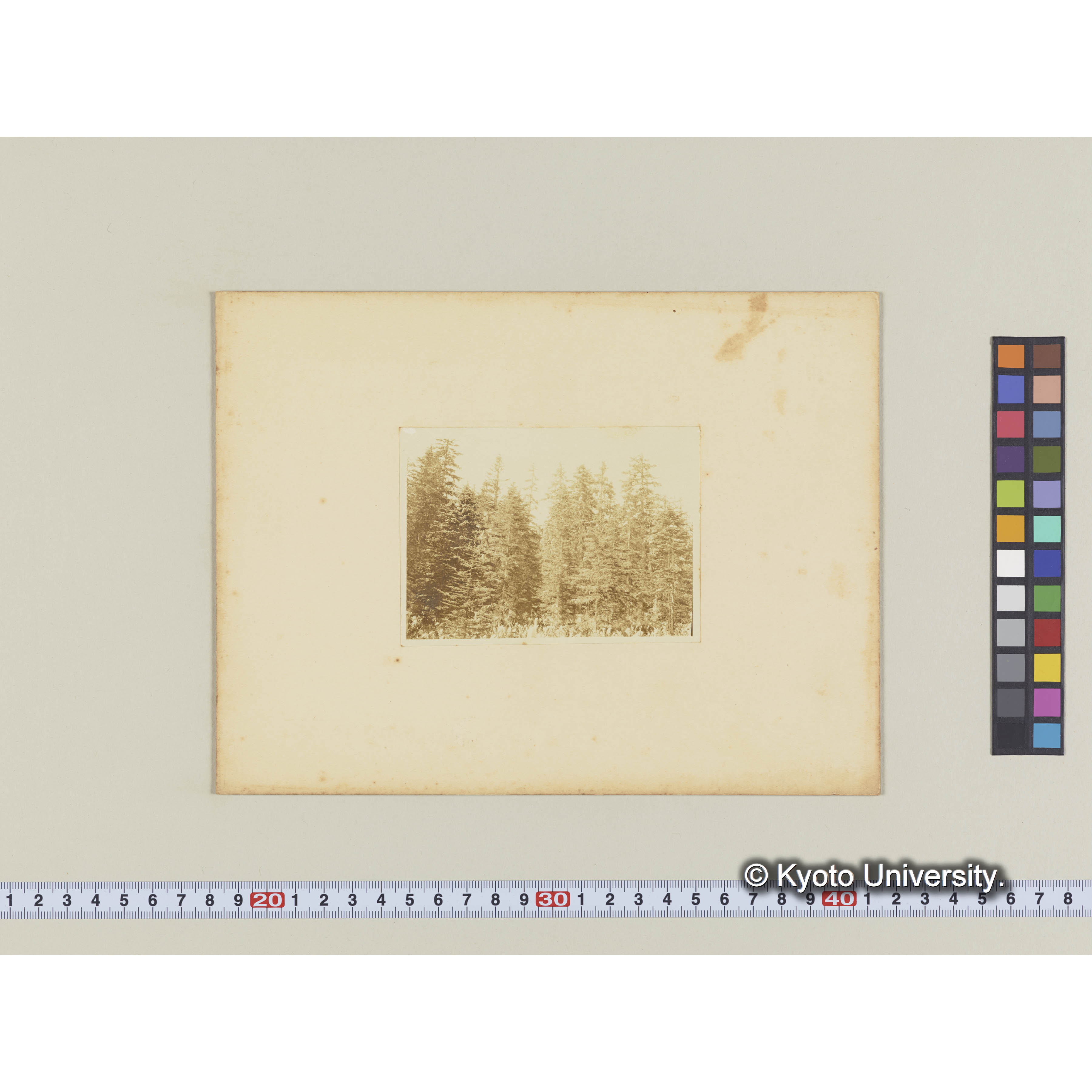 楠山電線路。グイマツ、エゾマツ、トドマツ林、下生はヤマドリゼンマイ (1)