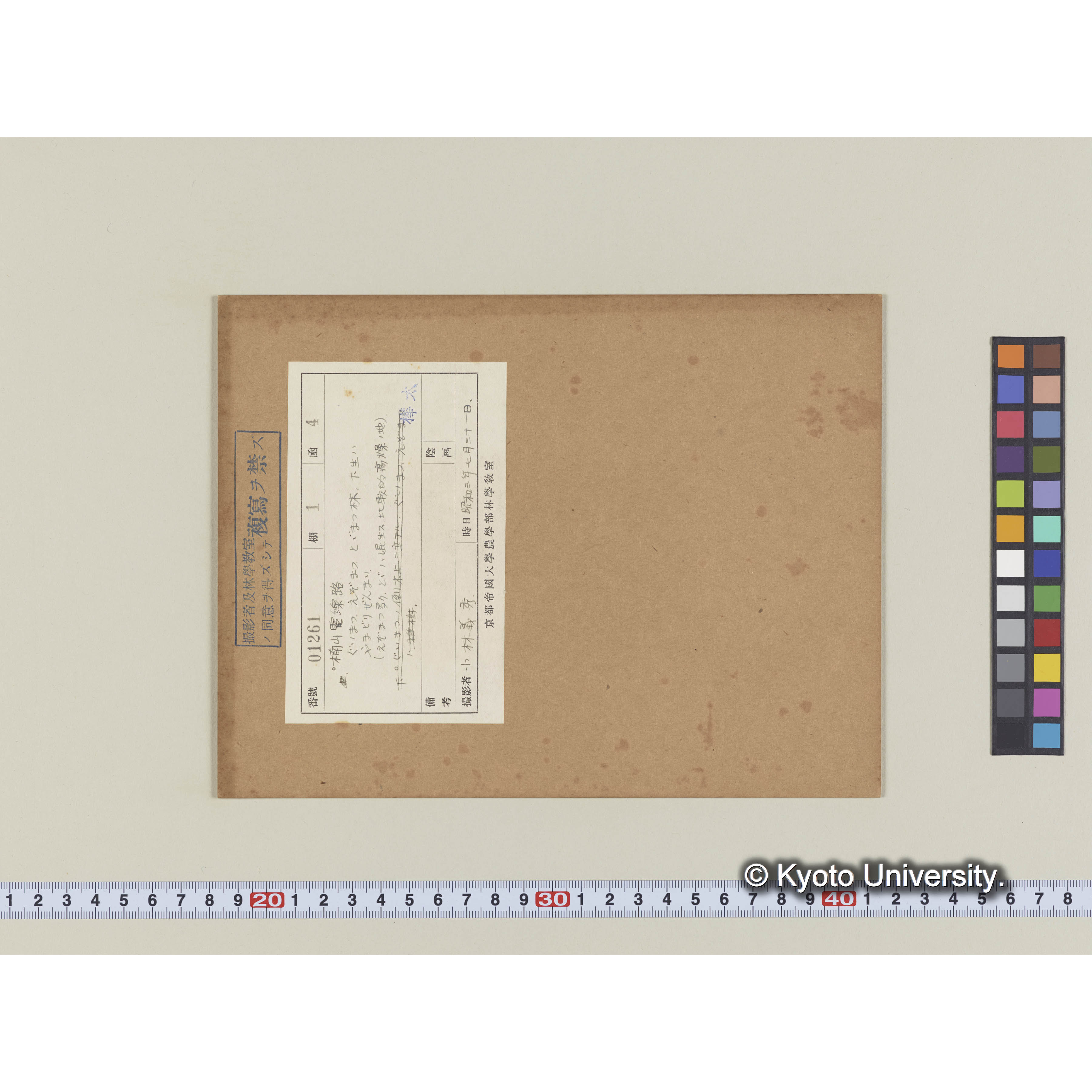 楠山電線路。グイマツ、エゾマツ、トドマツ林、下生はヤマドリゼンマイ (2)