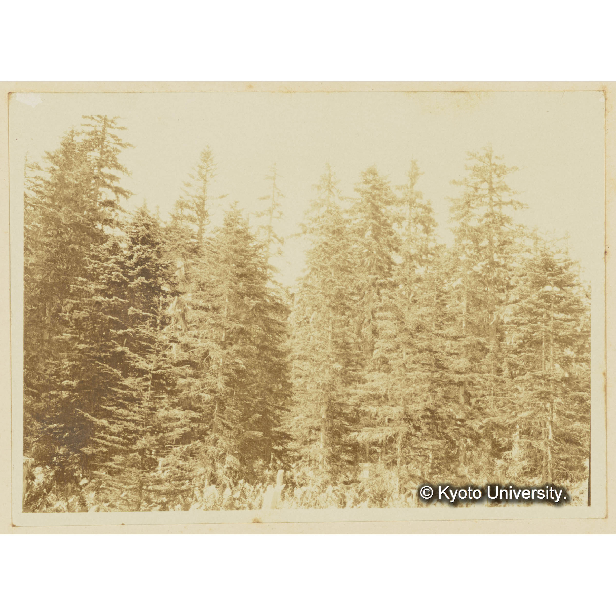 楠山電線路。グイマツ、エゾマツ、トドマツ林、下生はヤマドリゼンマイ (3)