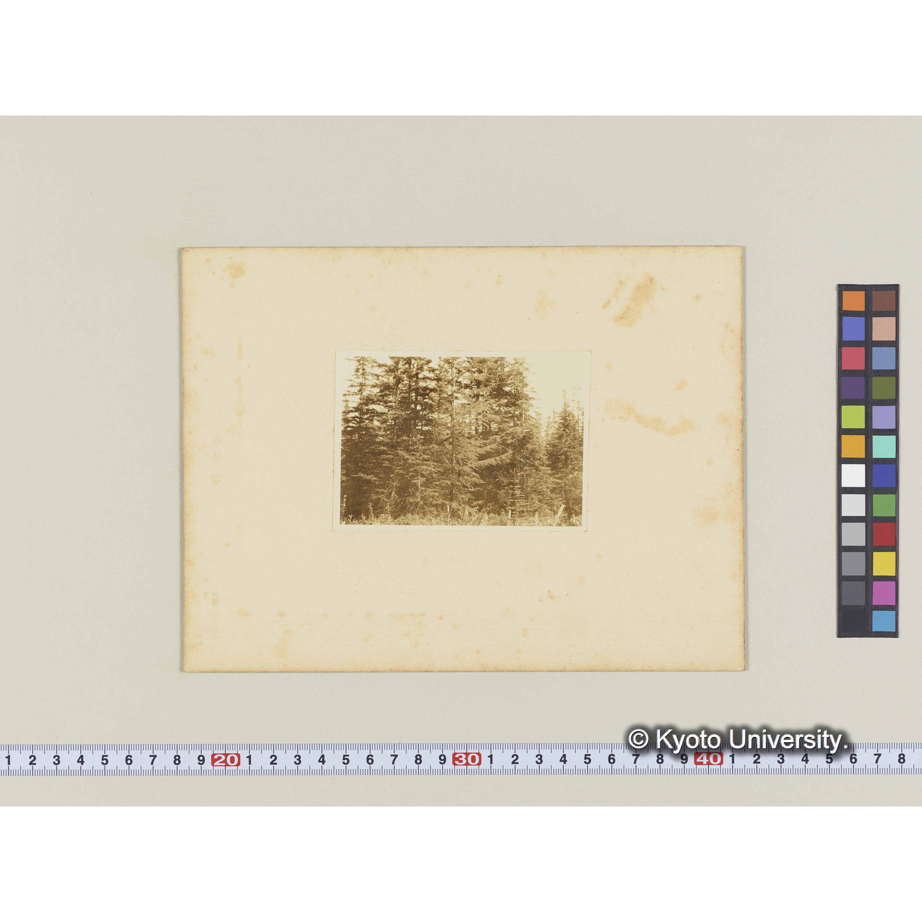 楠山電線路。グイマツ、エゾマツの壮令林 (1)