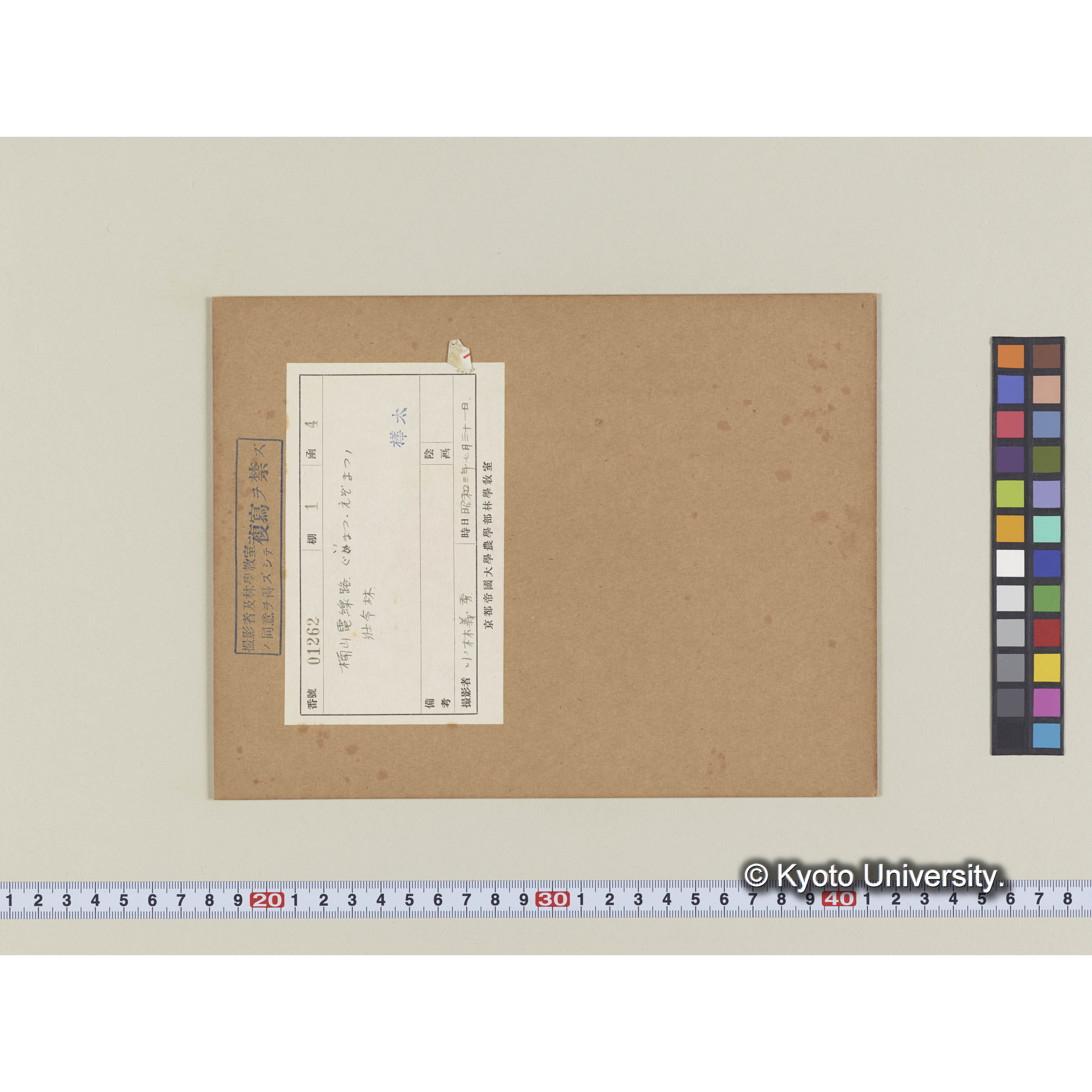 楠山電線路。グイマツ、エゾマツの壮令林 (2)